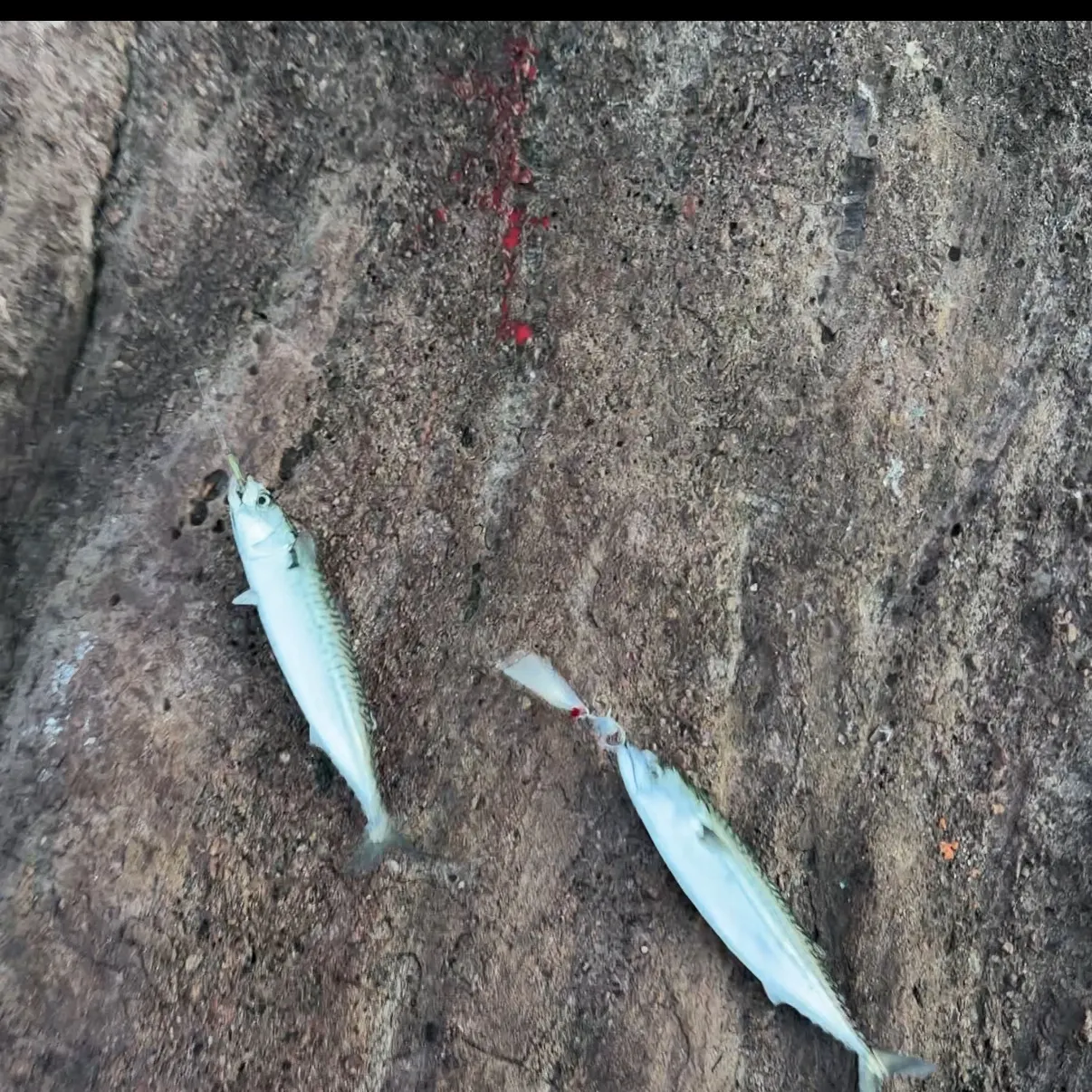 Atlantic mackerel caught on Fishbrain