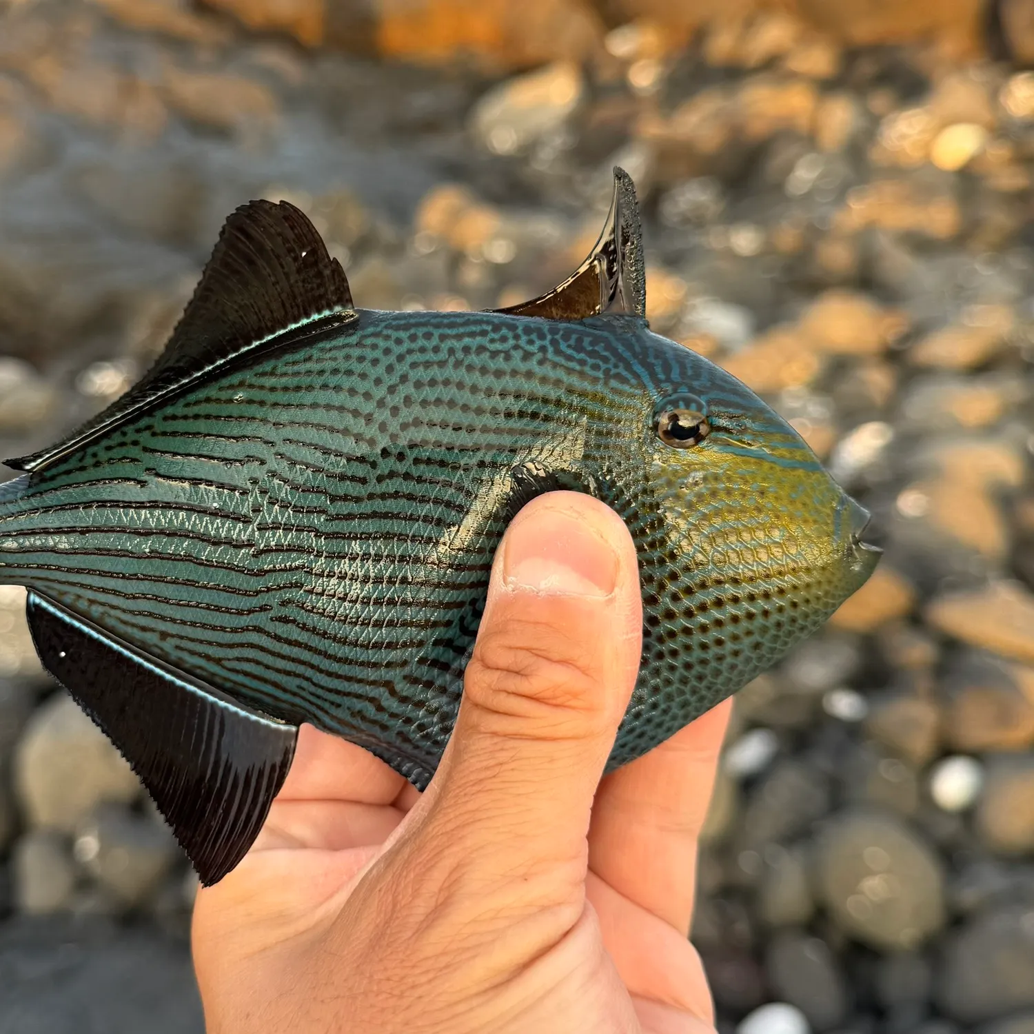 The most popular recent Black triggerfish catch on Fishbrain