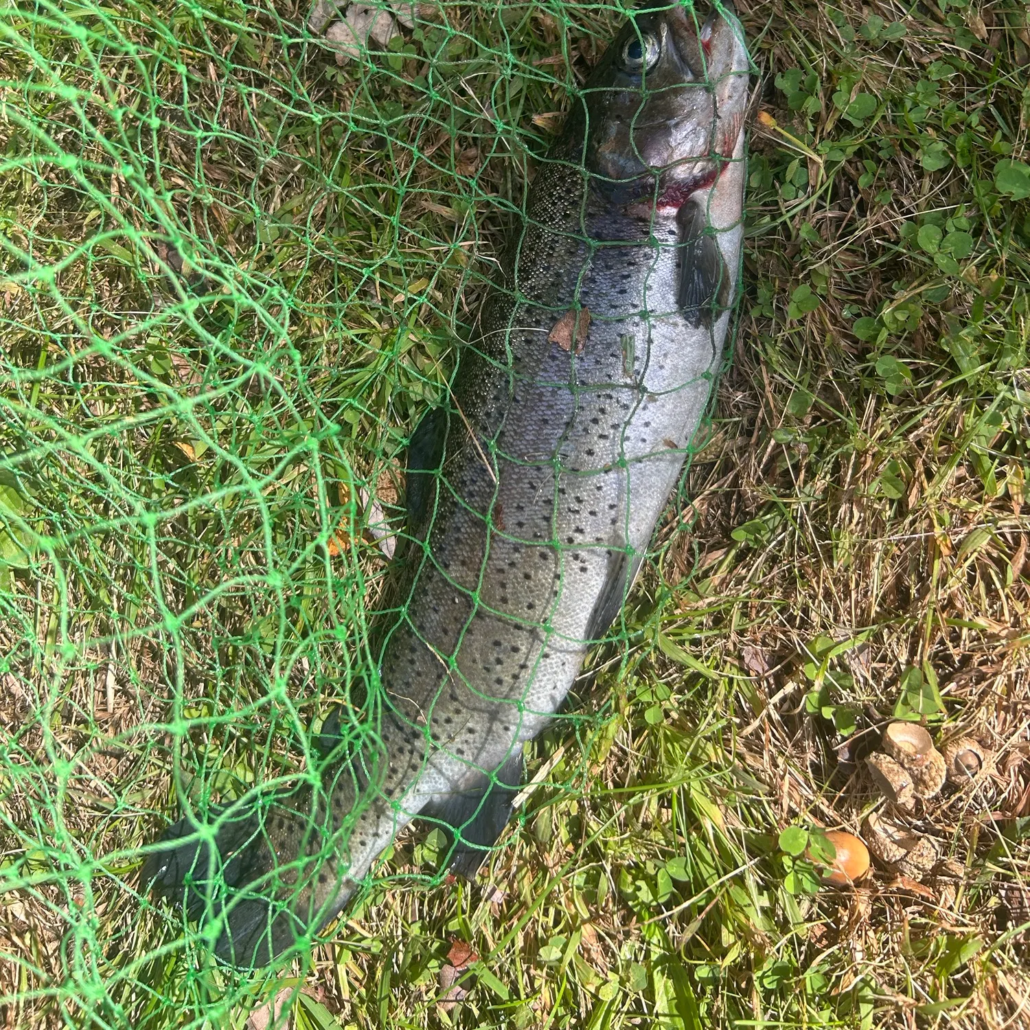 Rainbow trout caught on Fishbrain