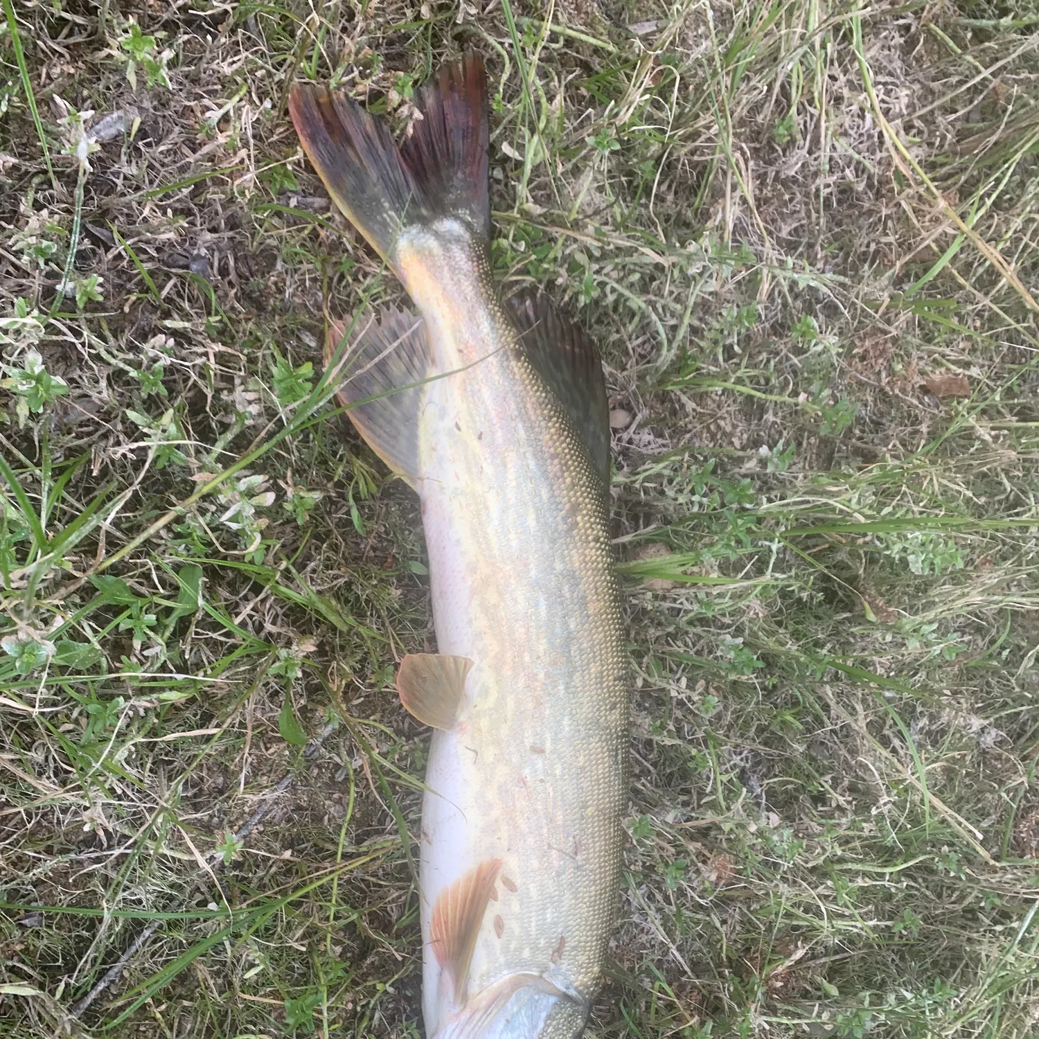 Northern pike caught on Fishbrain