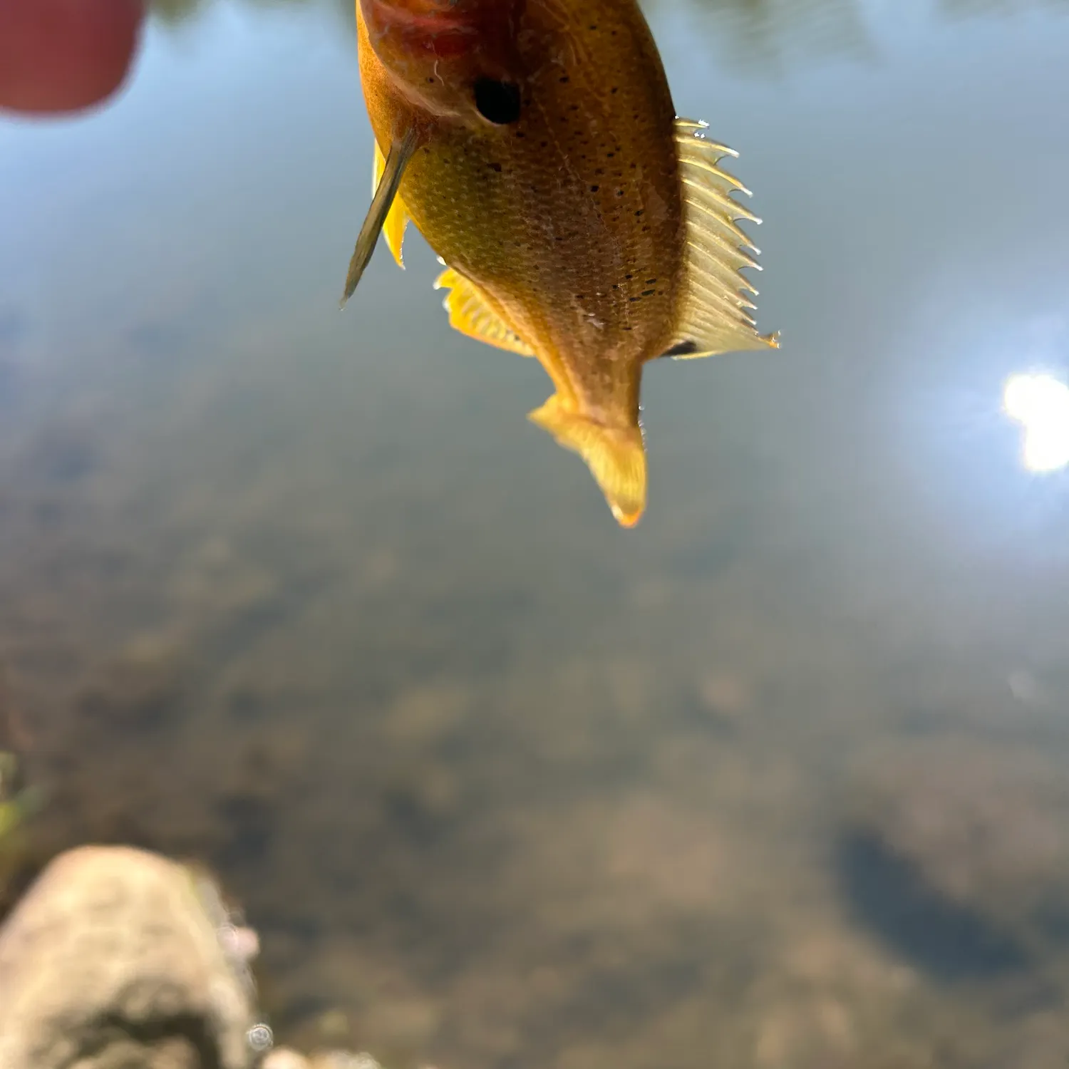 Fish caught on Fishbrain