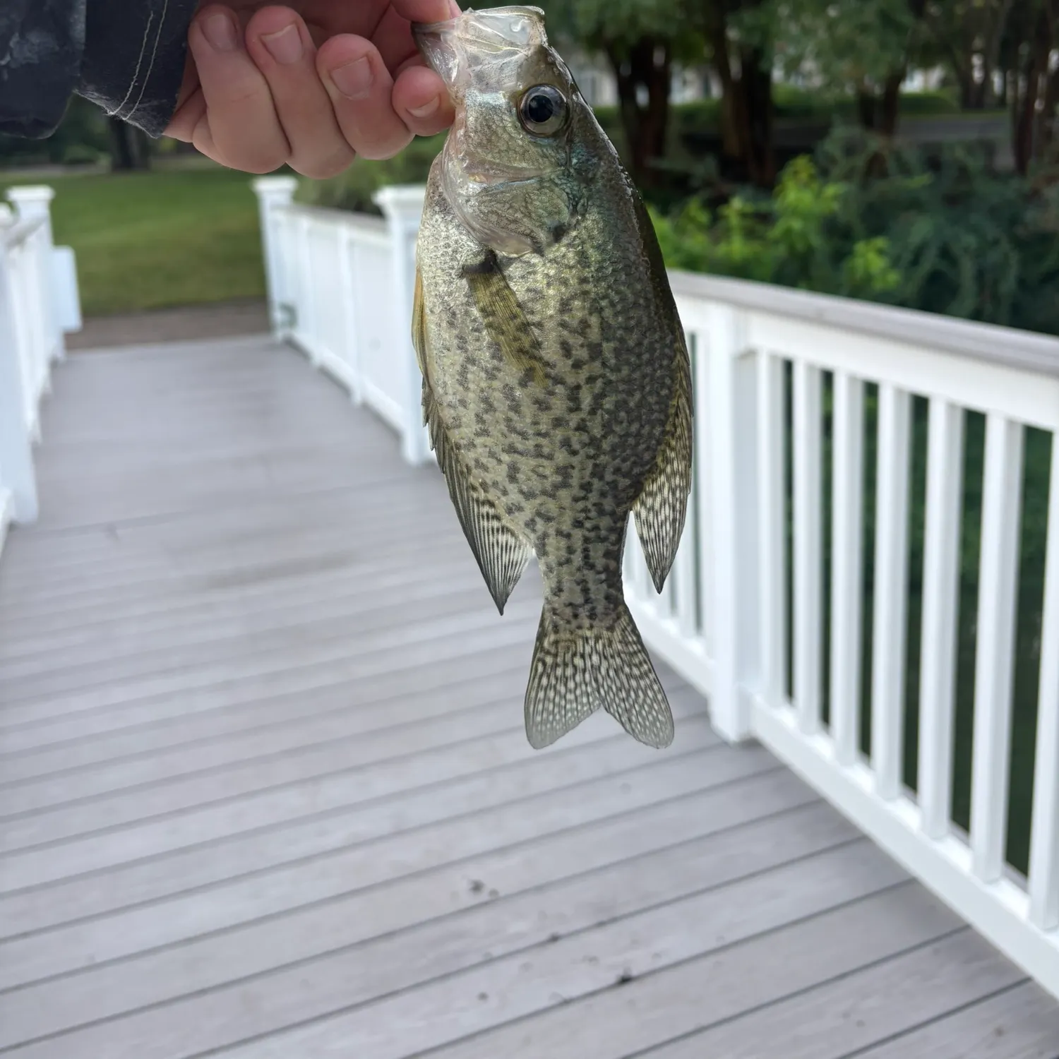 Black crappie caught on Fishbrain