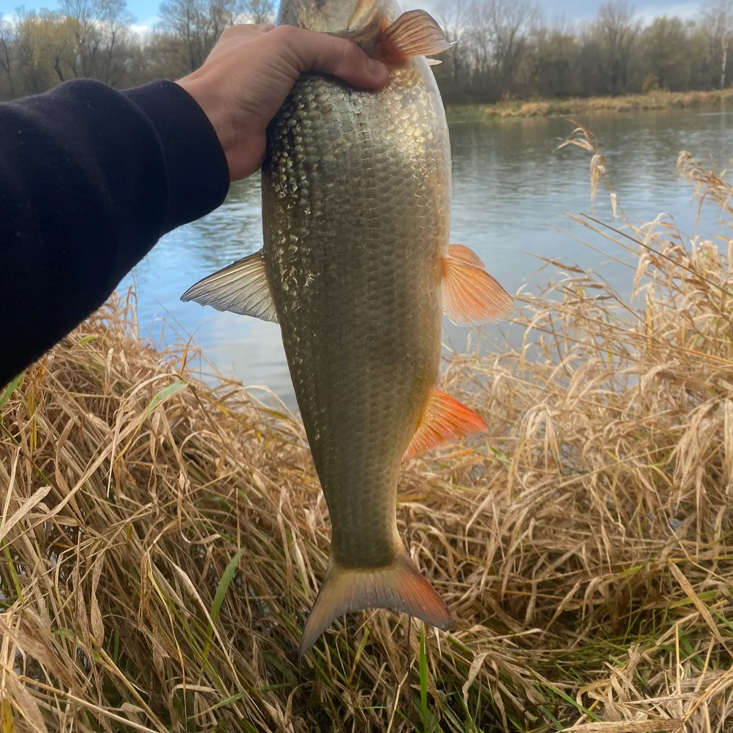 The most recent Common nase catches on Fishbrain