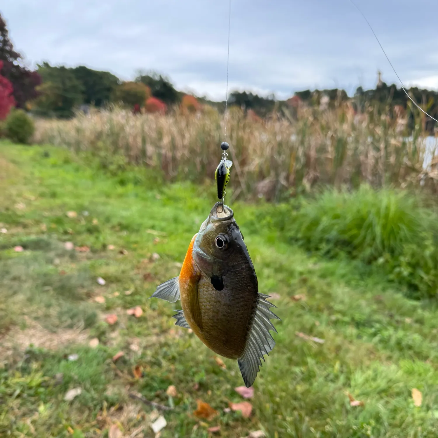 Bluegill caught on Fishbrain
