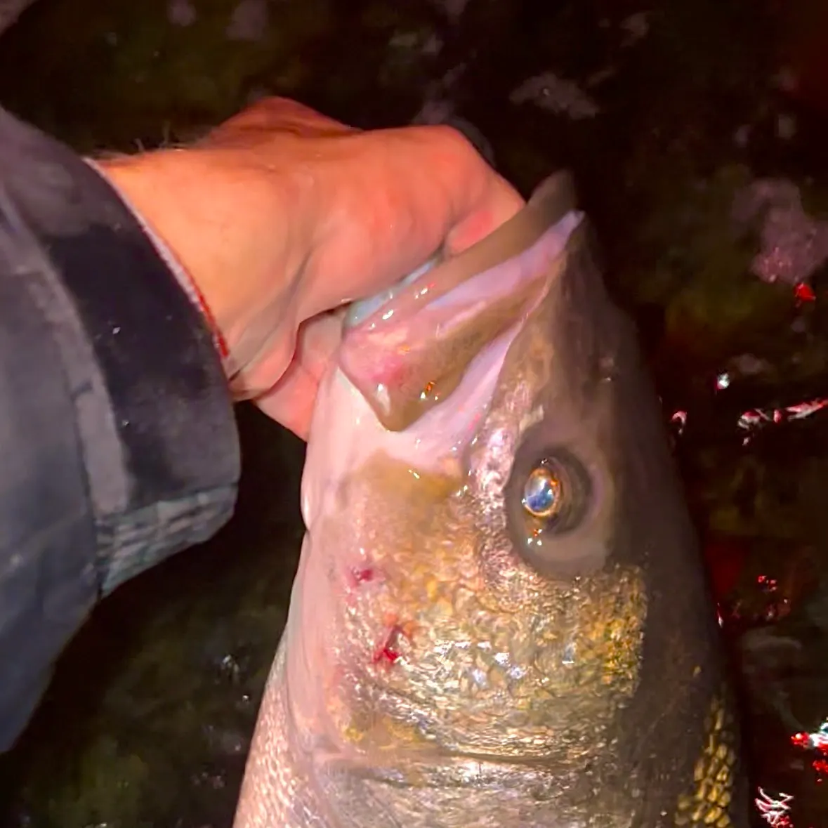 Striped bass caught on Fishbrain