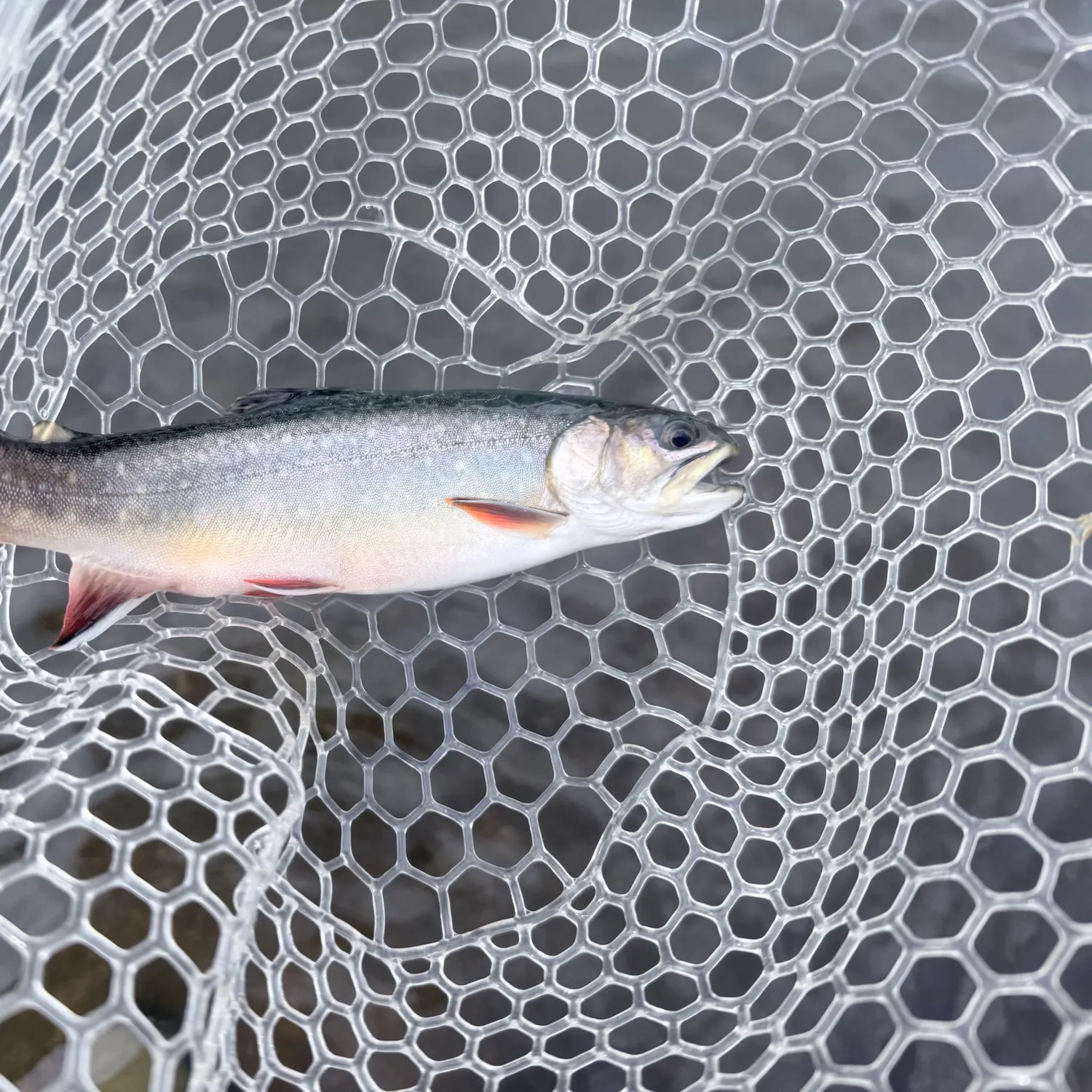Brook trout caught on Fishbrain