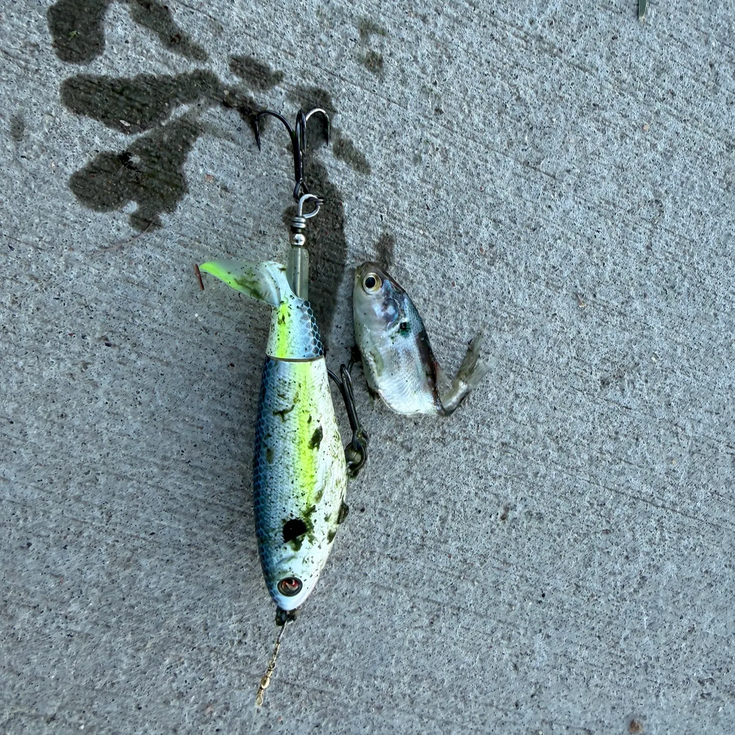 Fish caught on Fishbrain