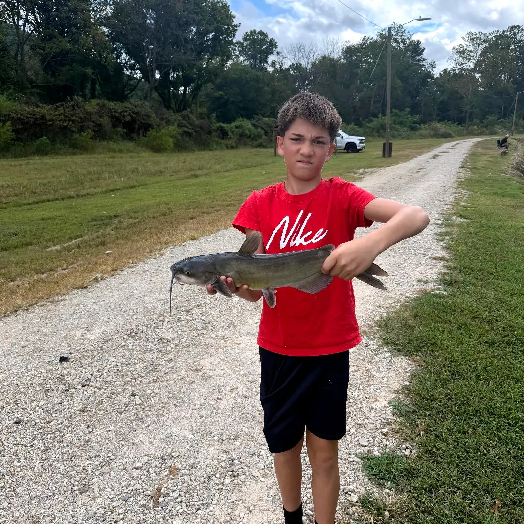 Channel catfish caught on Fishbrain