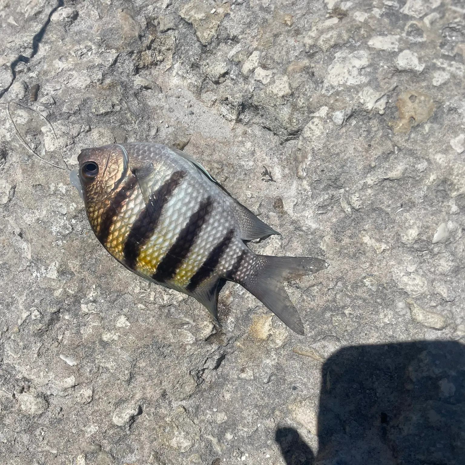 The most recent Panamic sergeant major catches on Fishbrain