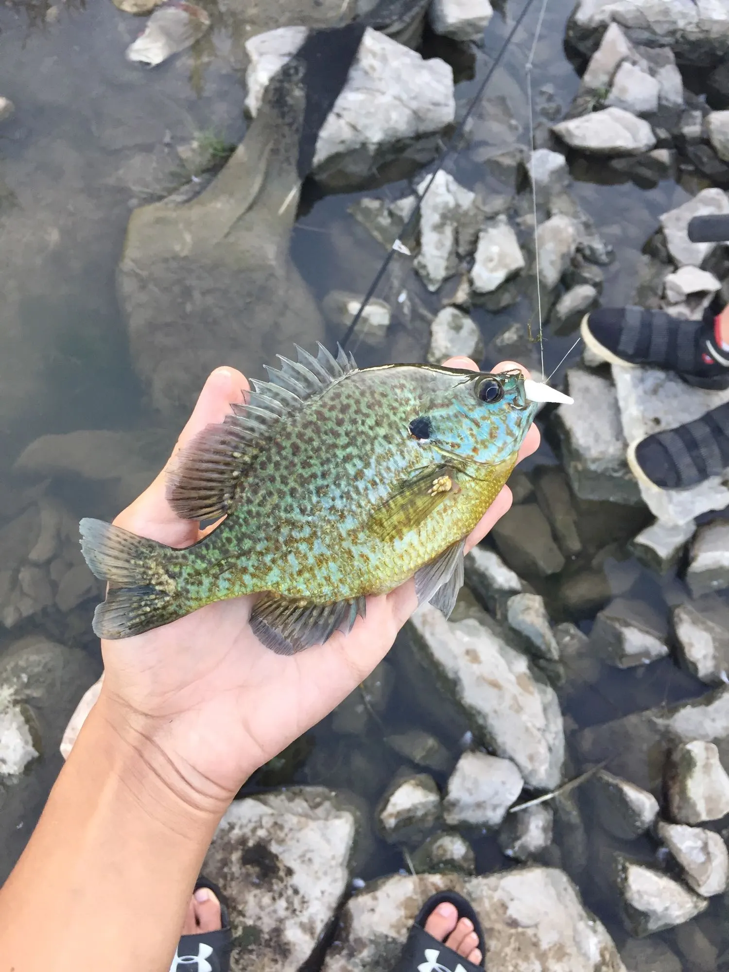 Post image from Thepanfisherman