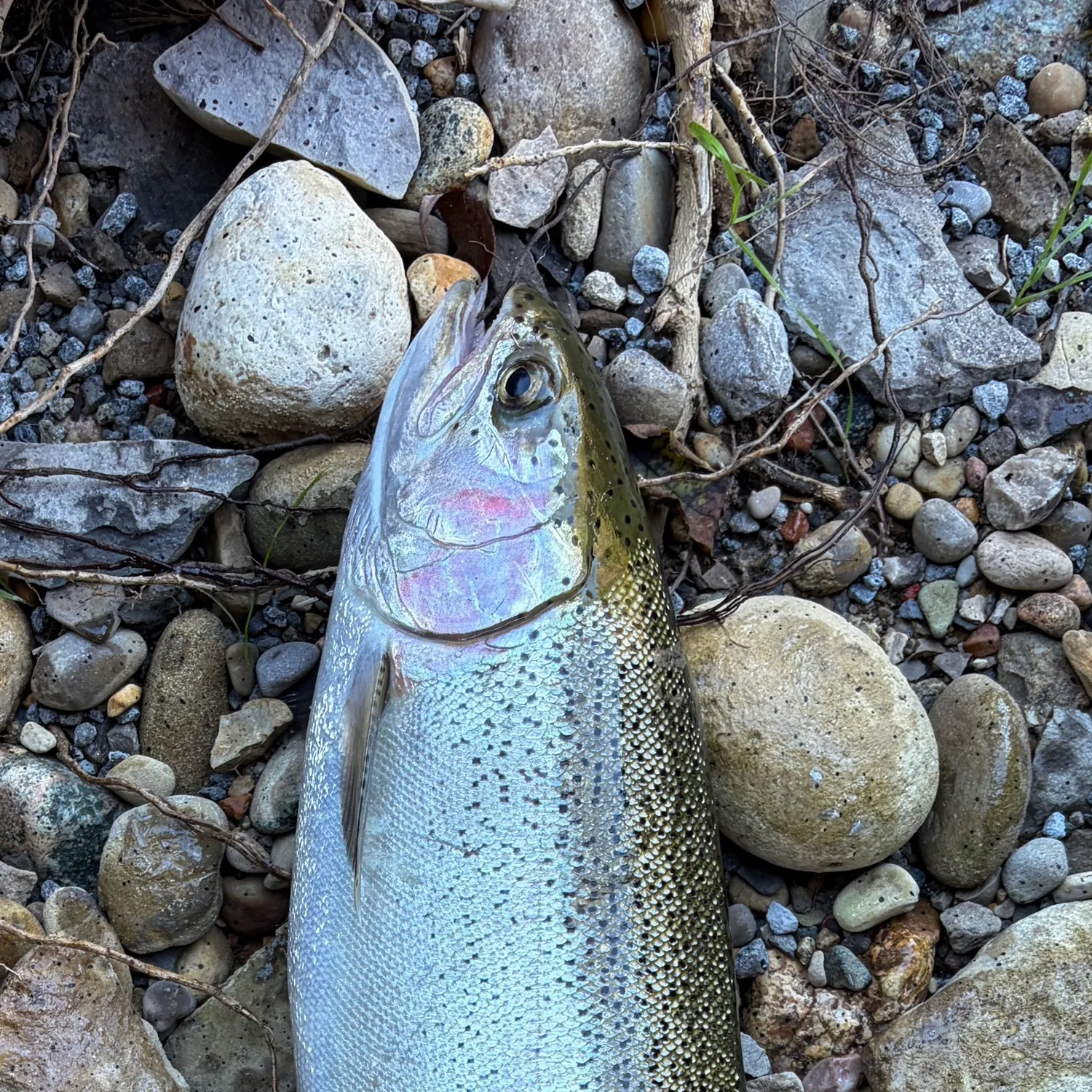 Steelhead caught on Fishbrain