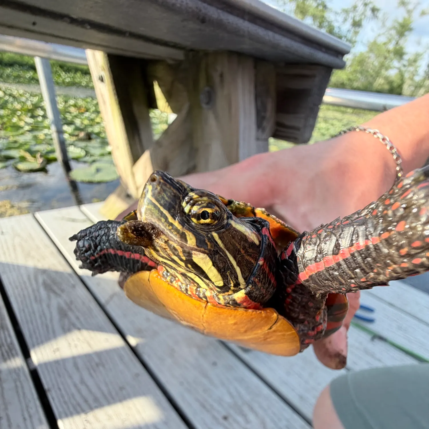 The most recent Painted turtle catches on Fishbrain