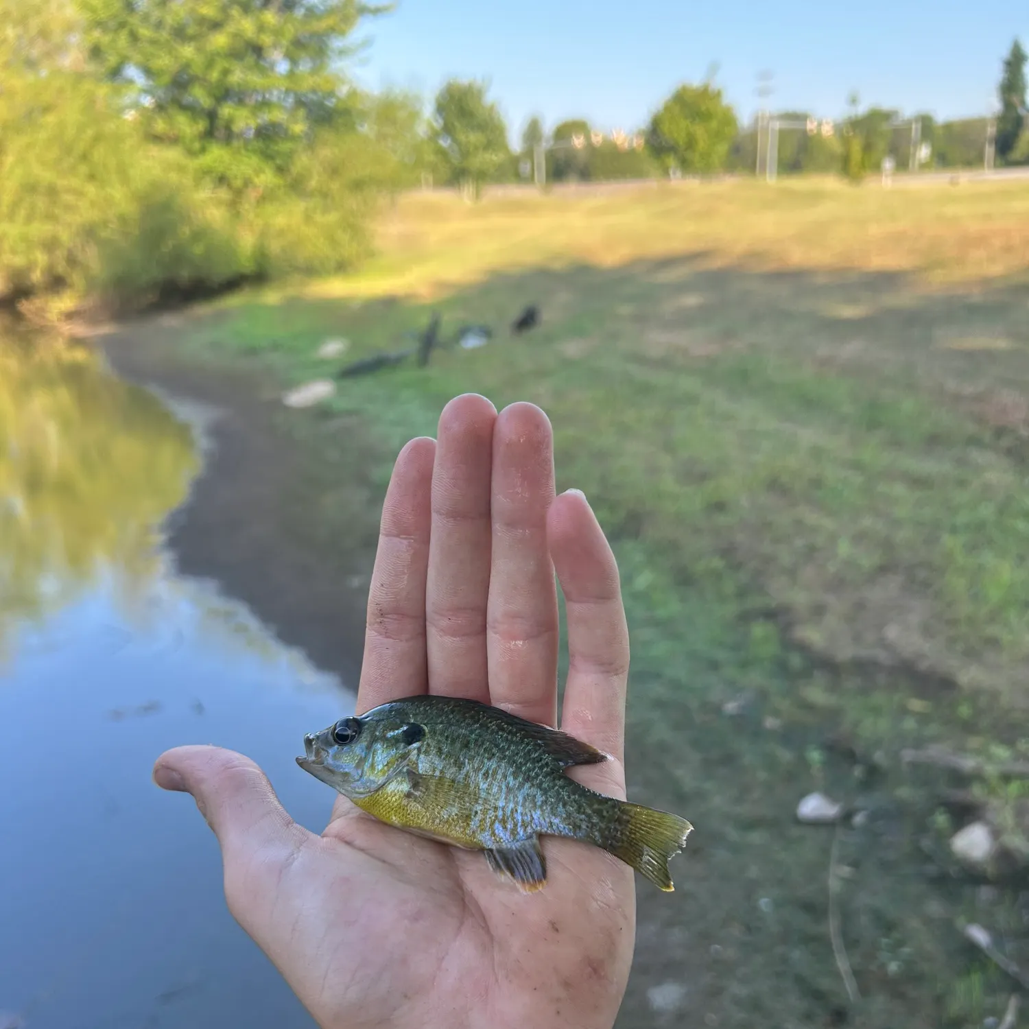 The most recent Greengill hybrid catches on Fishbrain