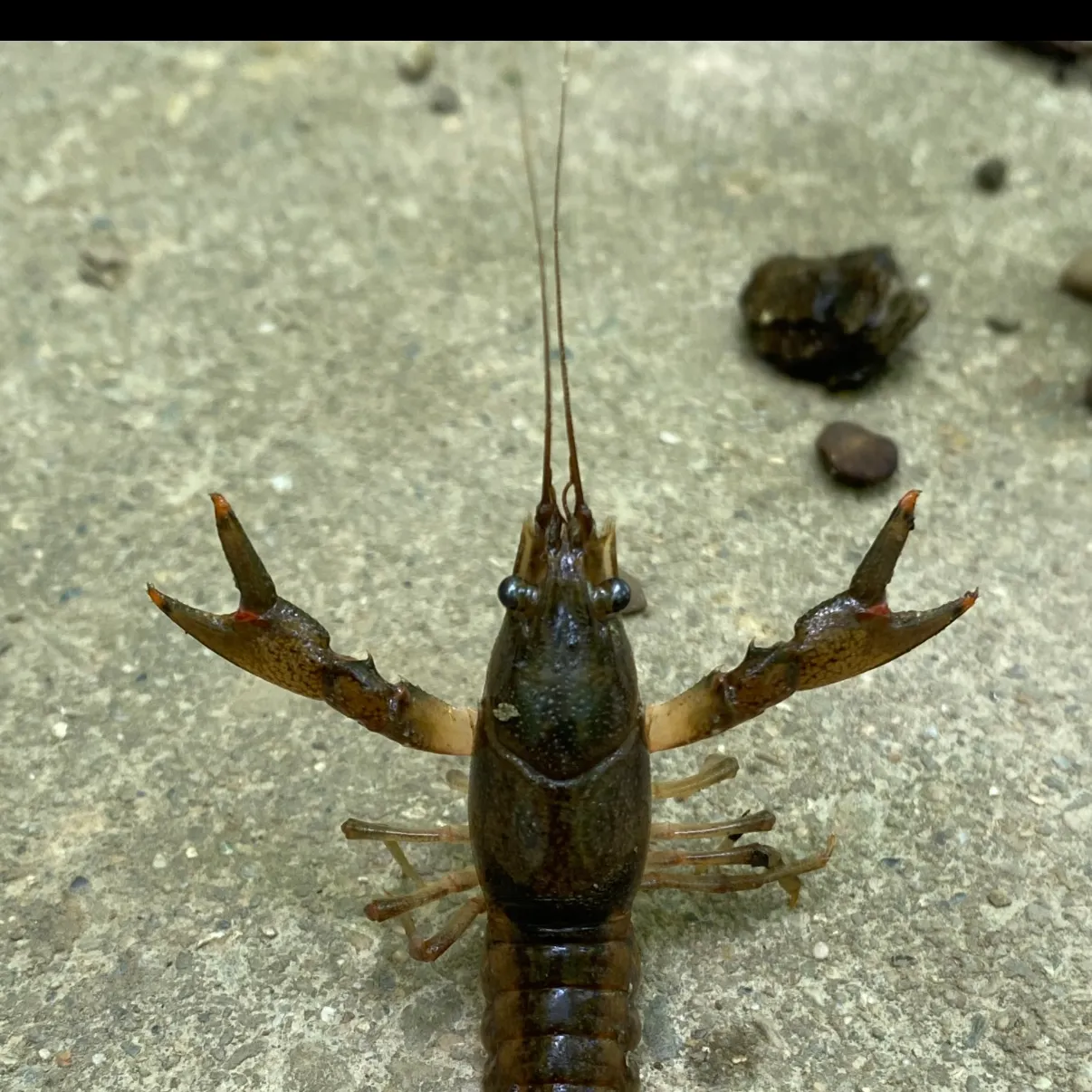 The most recent Northern clearwater crayfish catches on Fishbrain