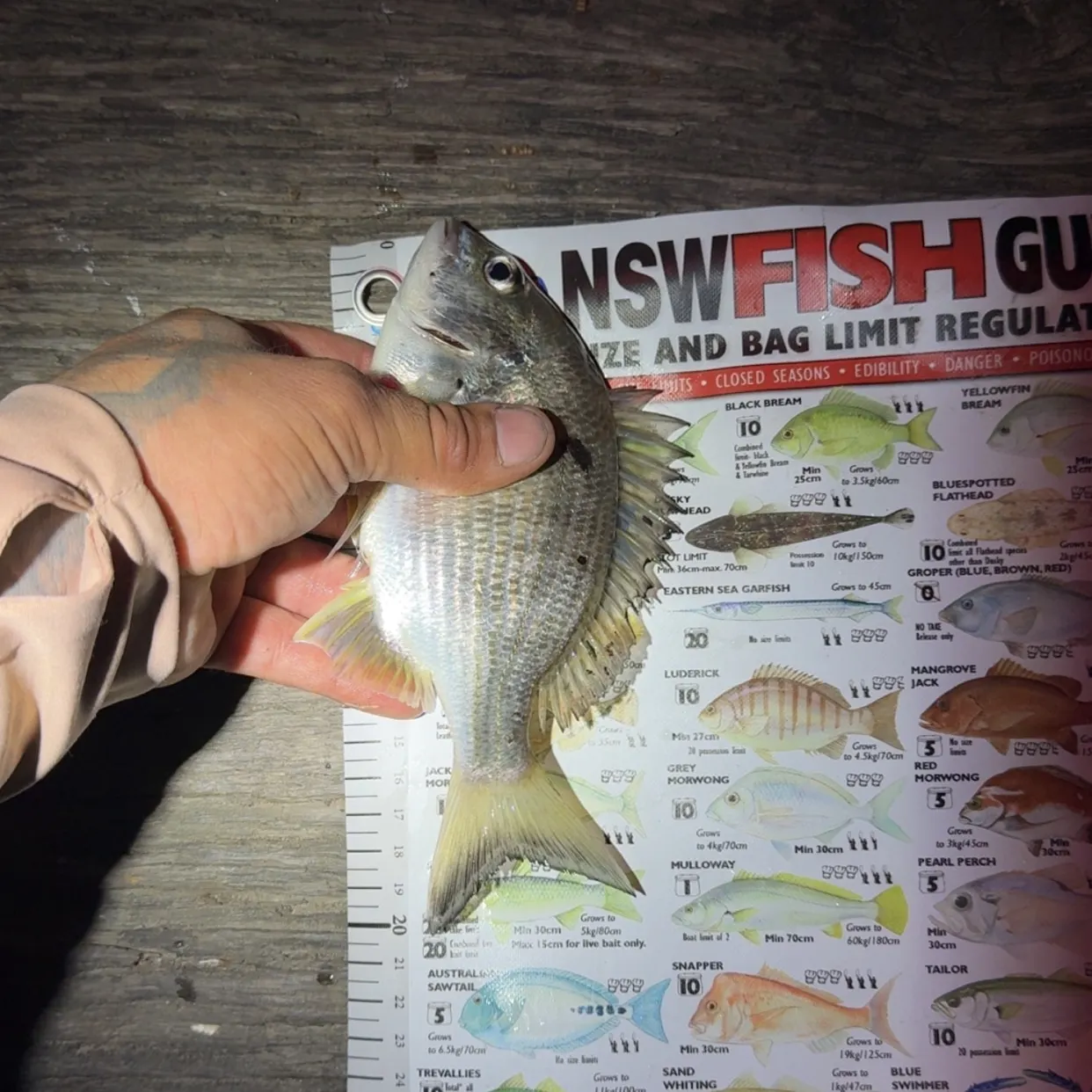 recently logged catches