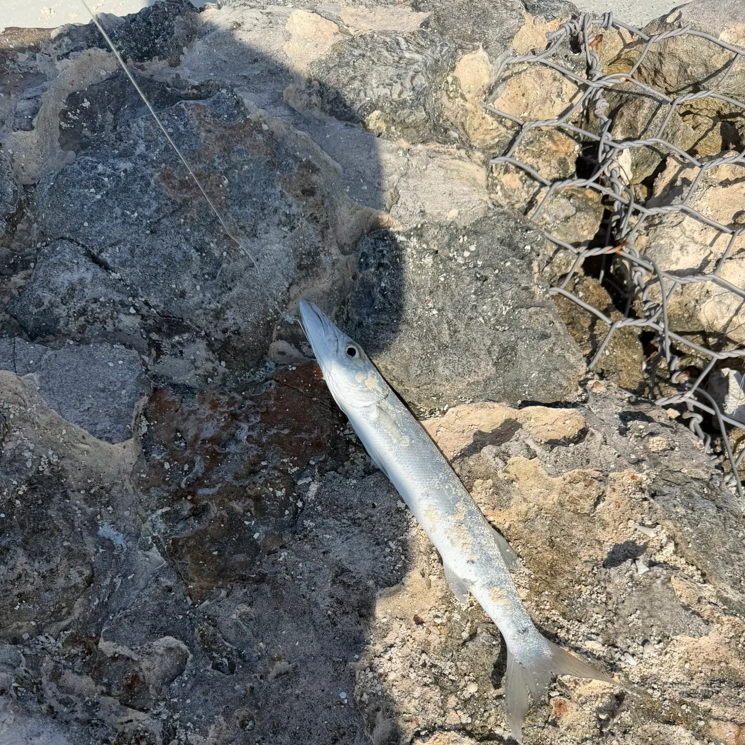 Great barracuda caught on Fishbrain