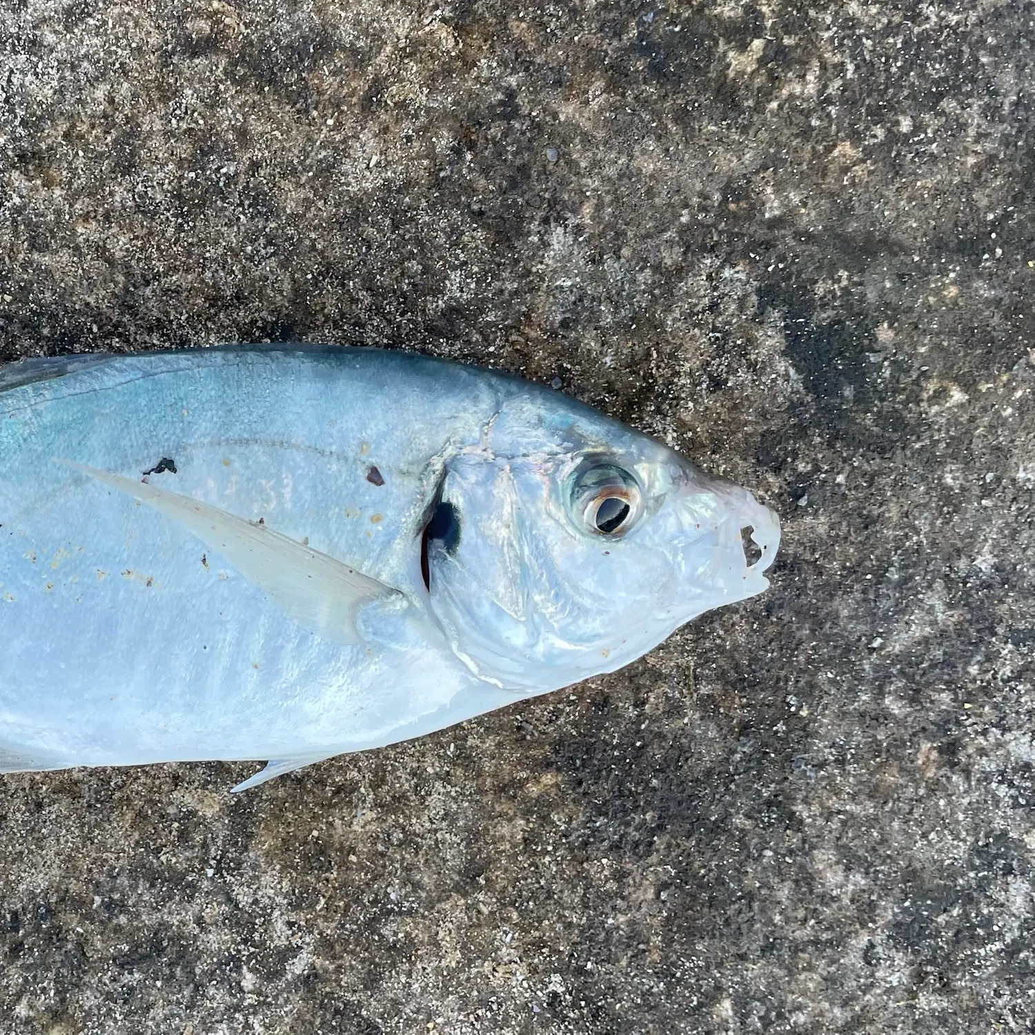 White trevally caught on Fishbrain