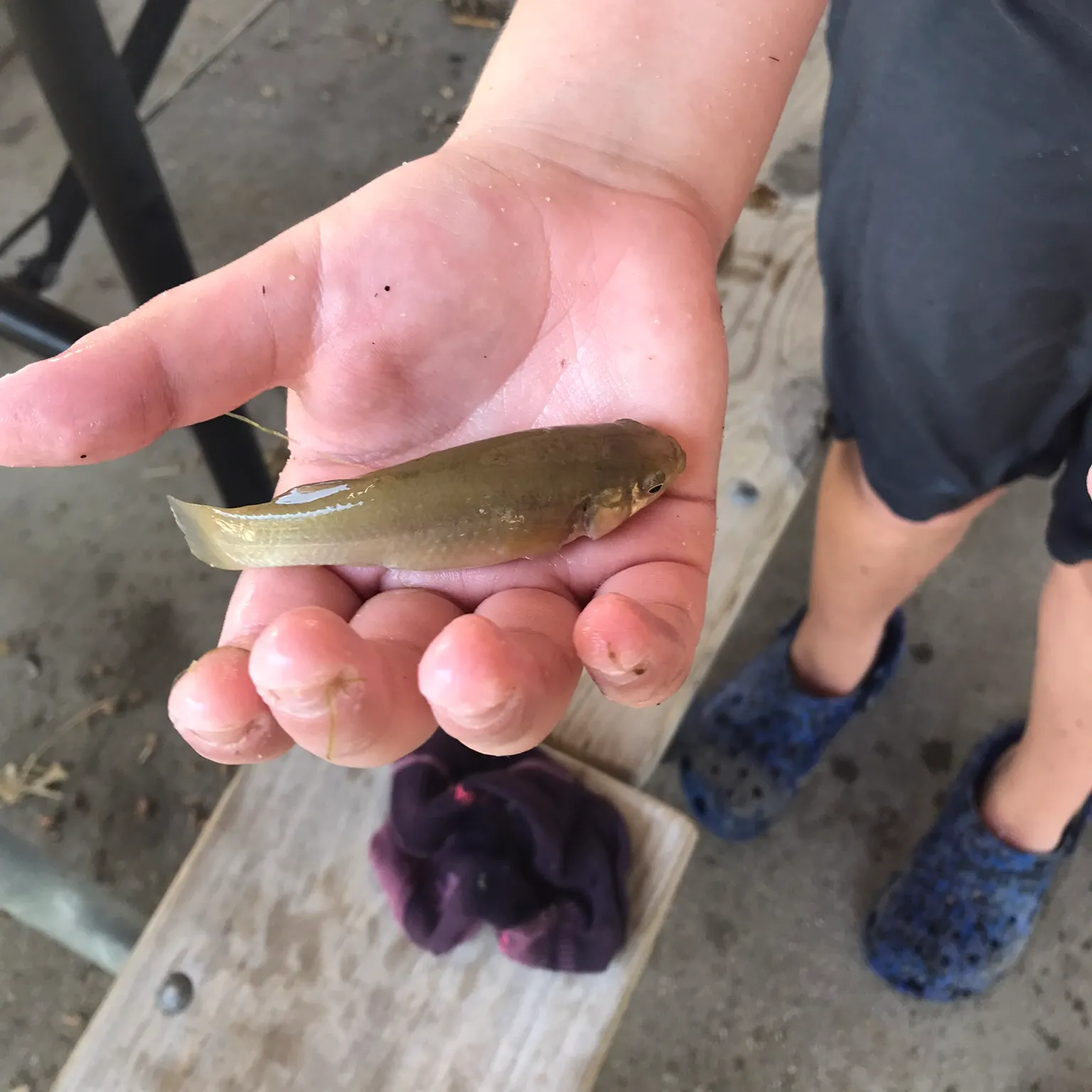 The most recent Bullhead minnow catches on Fishbrain