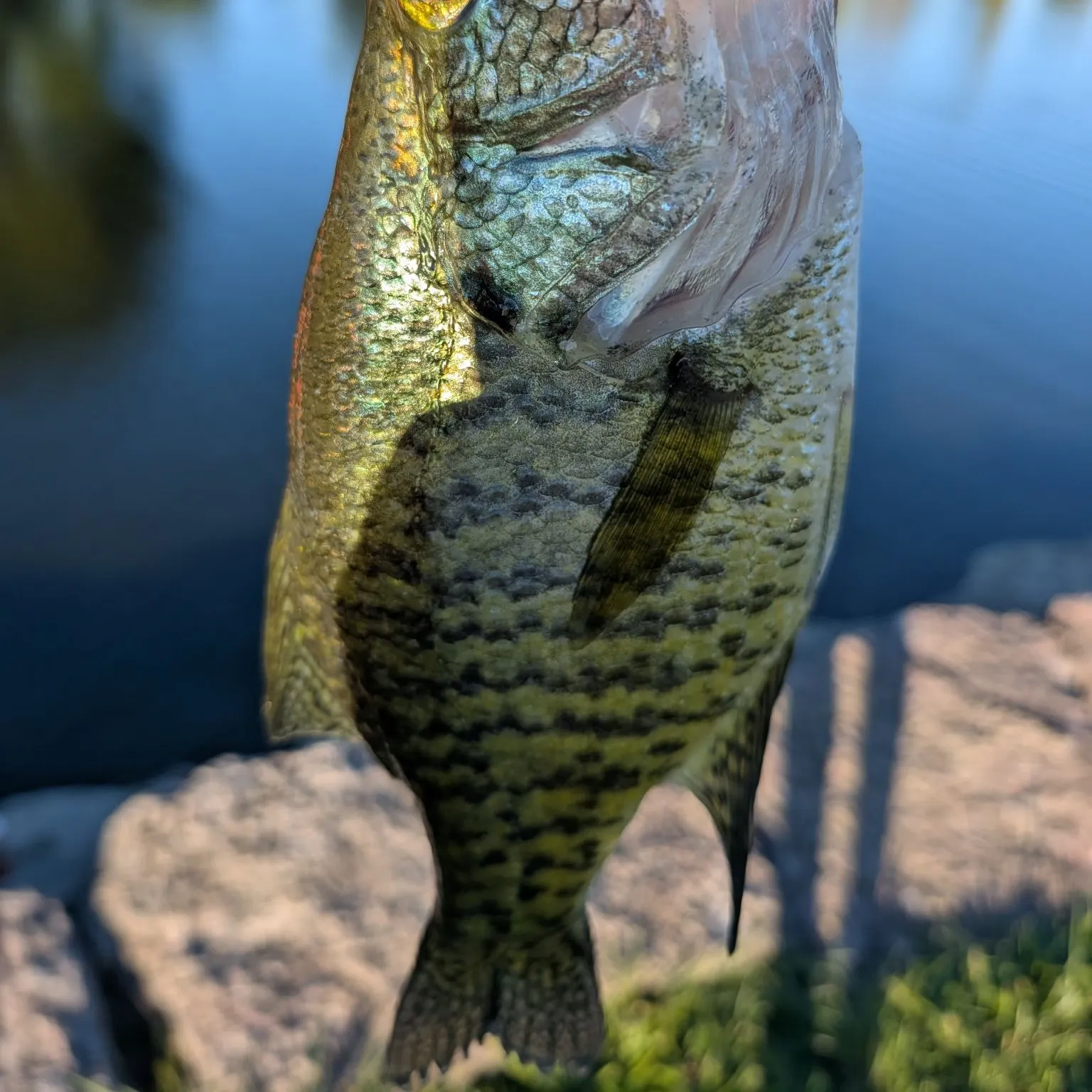 White crappie caught on Fishbrain