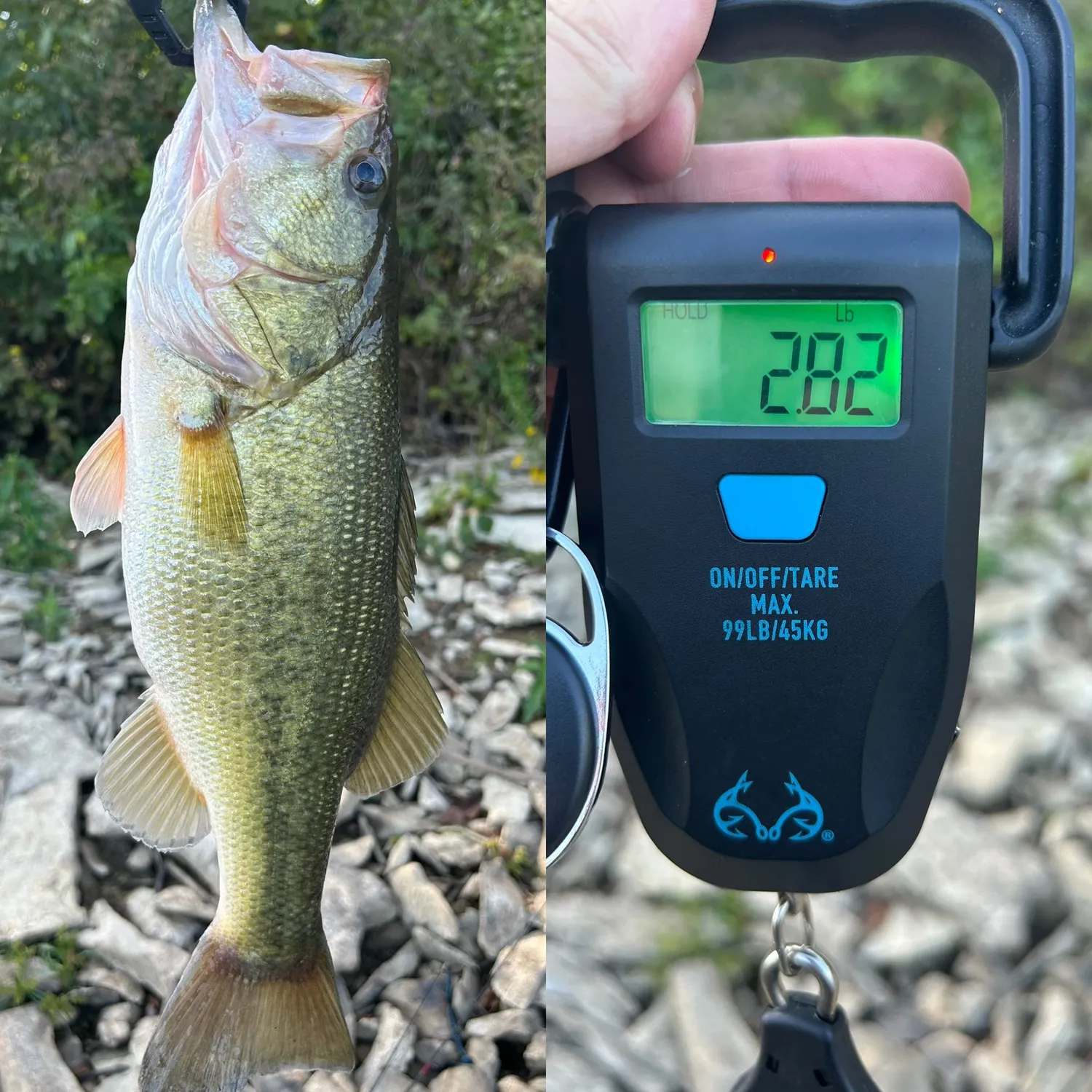 Largemouth bass caught on Fishbrain