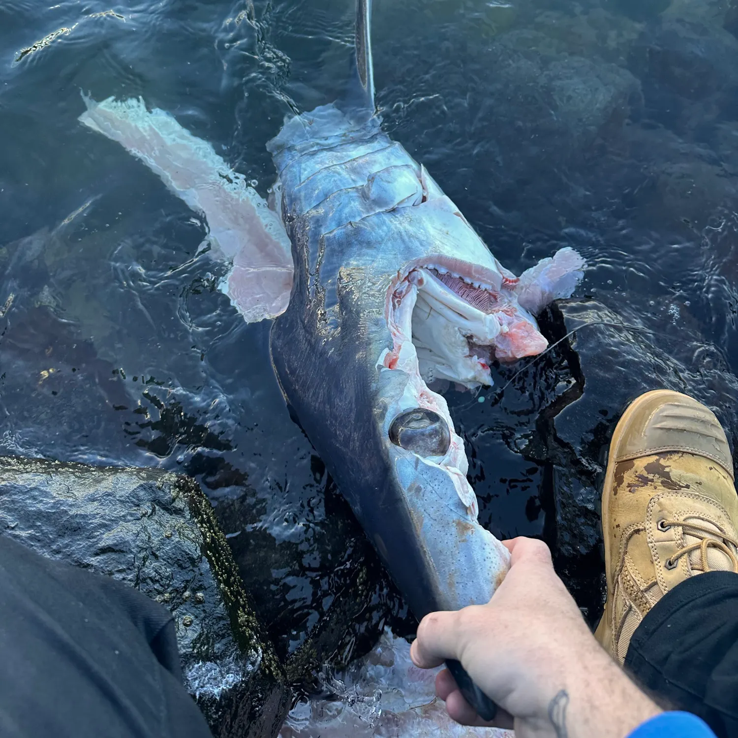 The most recent Shortfin mako shark catches on Fishbrain