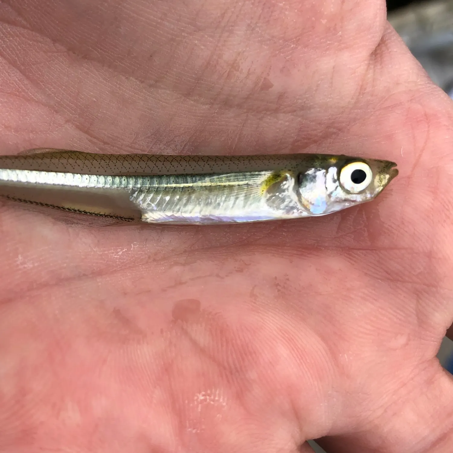 The most recent Great sandeel catches on Fishbrain