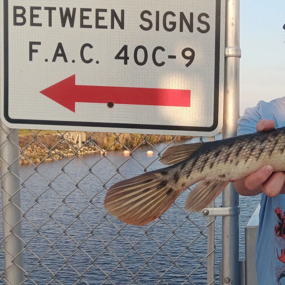 The most recent Spotted gar catches on Fishbrain