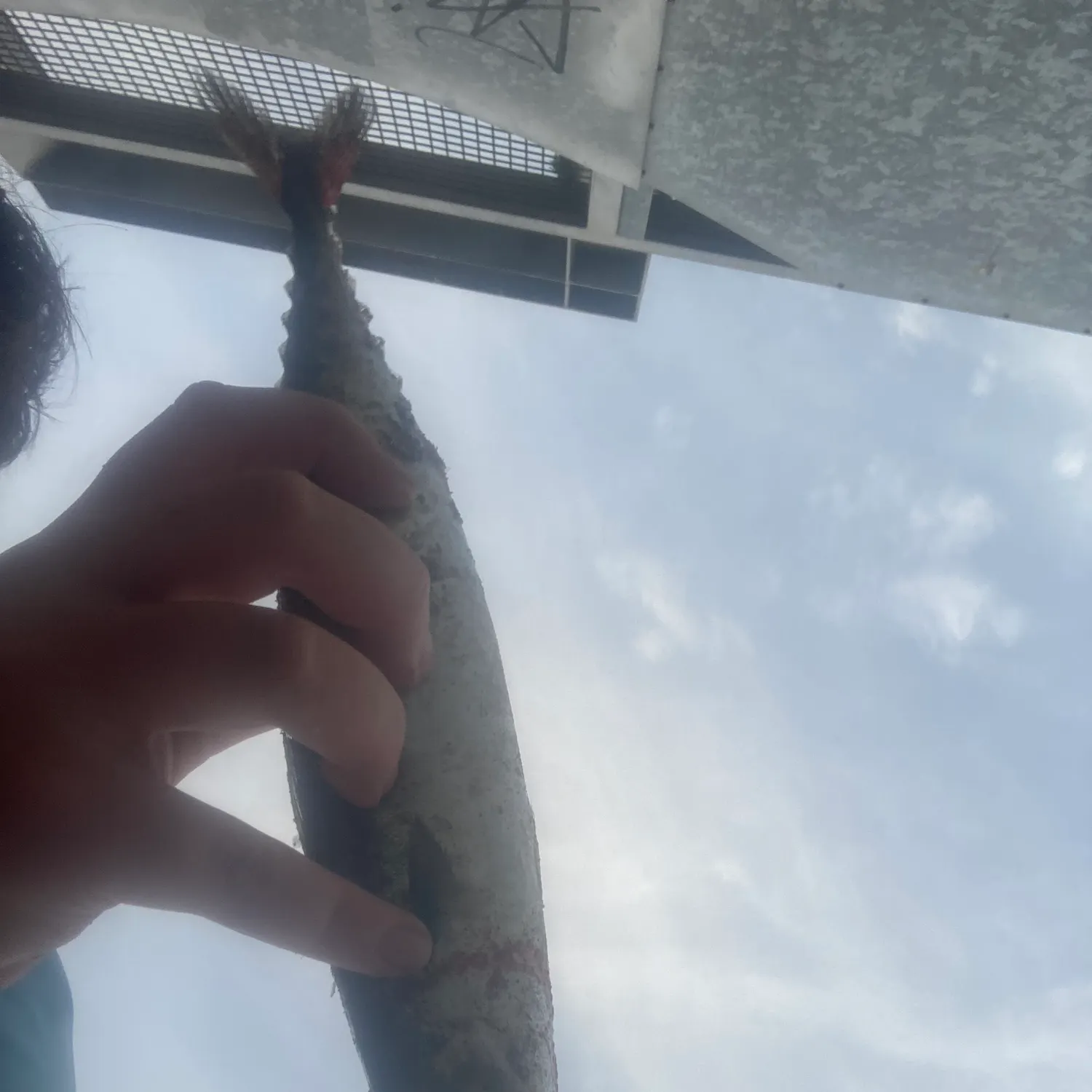 The most recent Blue mackerel catches on Fishbrain