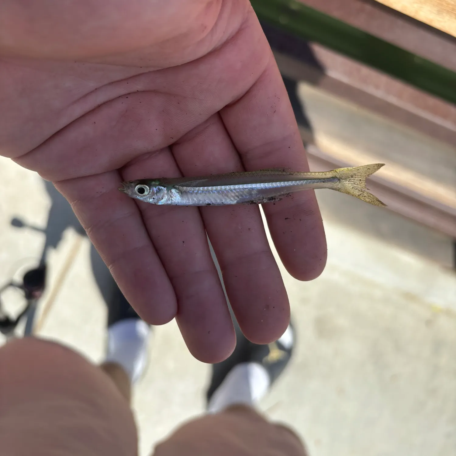The most recent Brook silverside catches on Fishbrain