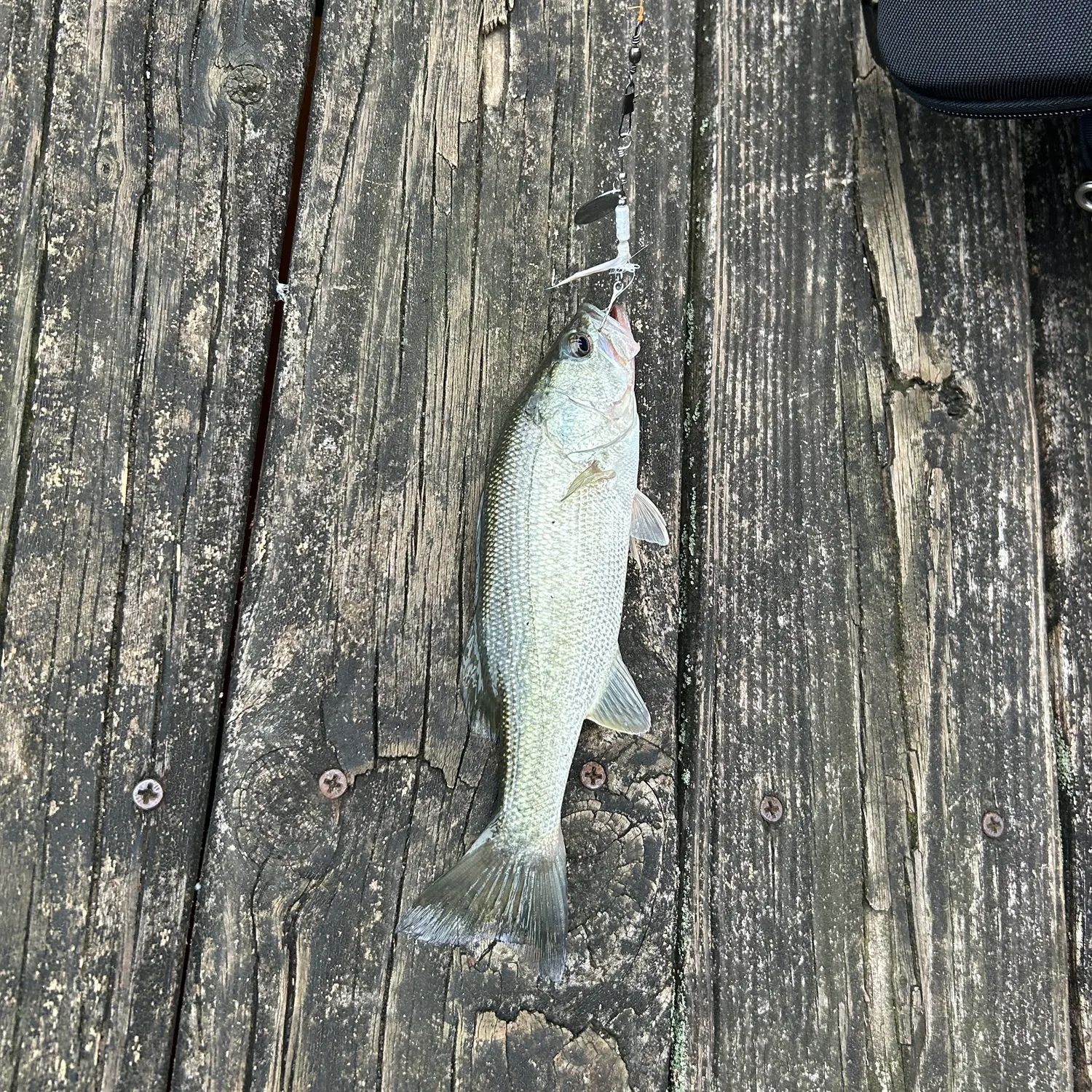 Smallmouth bass caught on Fishbrain