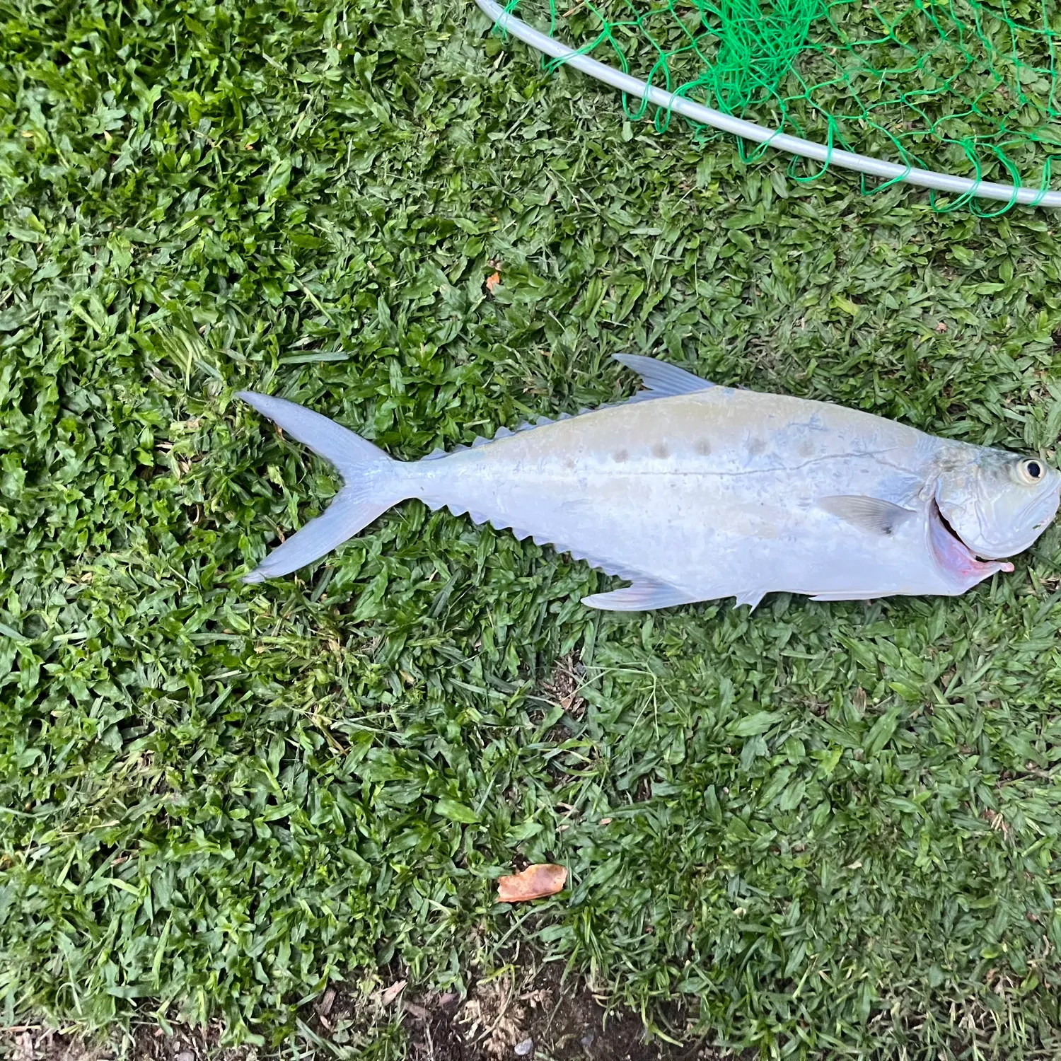 The most recent Talang queenfish catches on Fishbrain