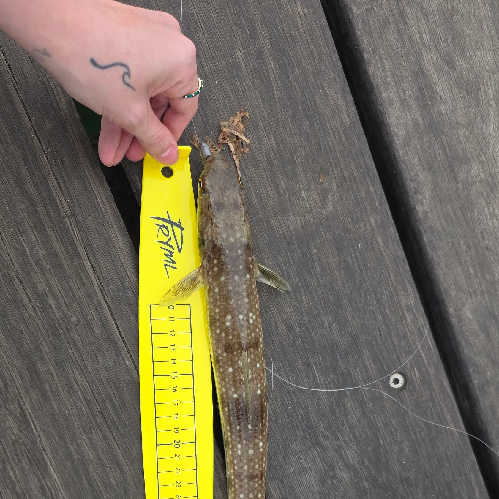 Slender lizardfish caught on Fishbrain
