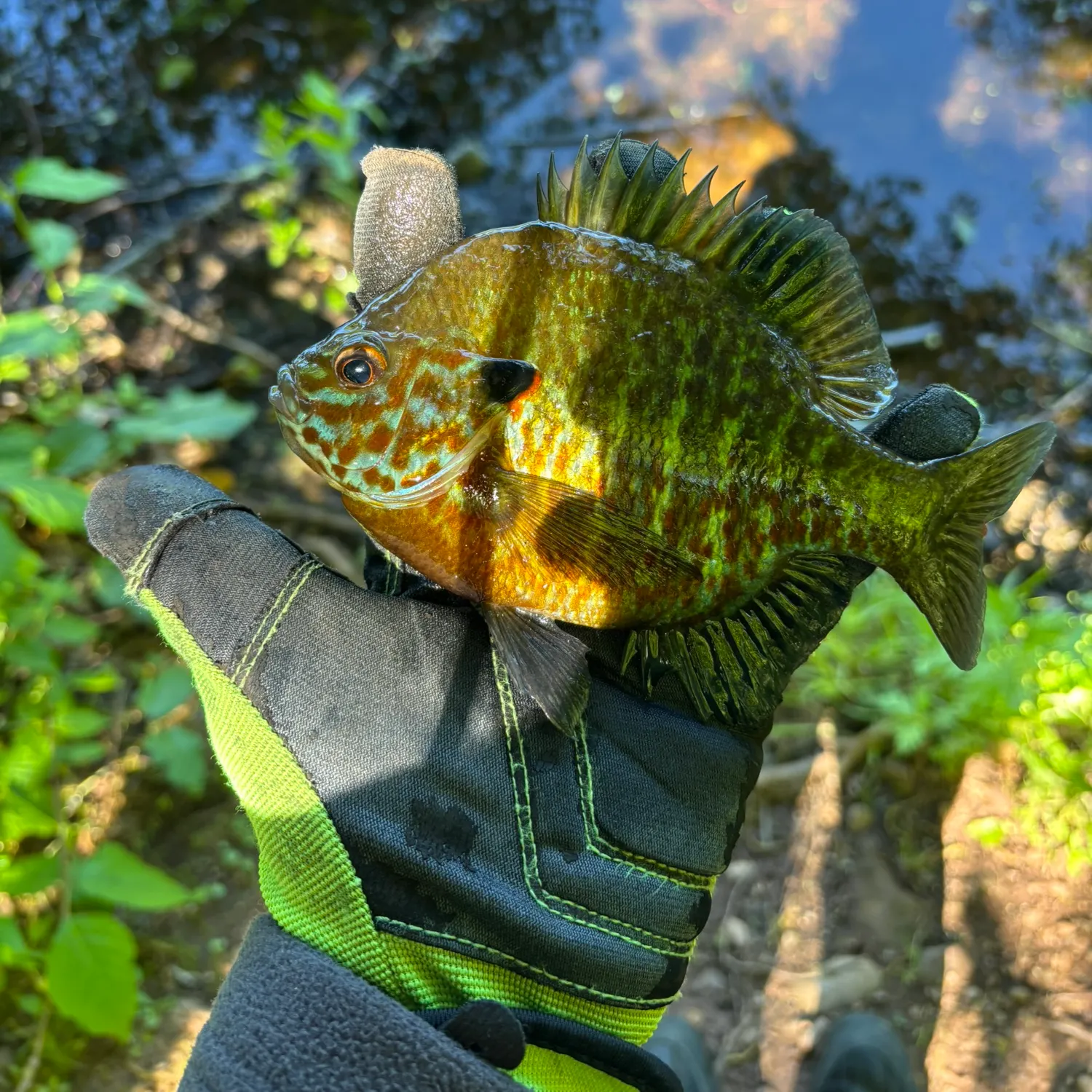 catch