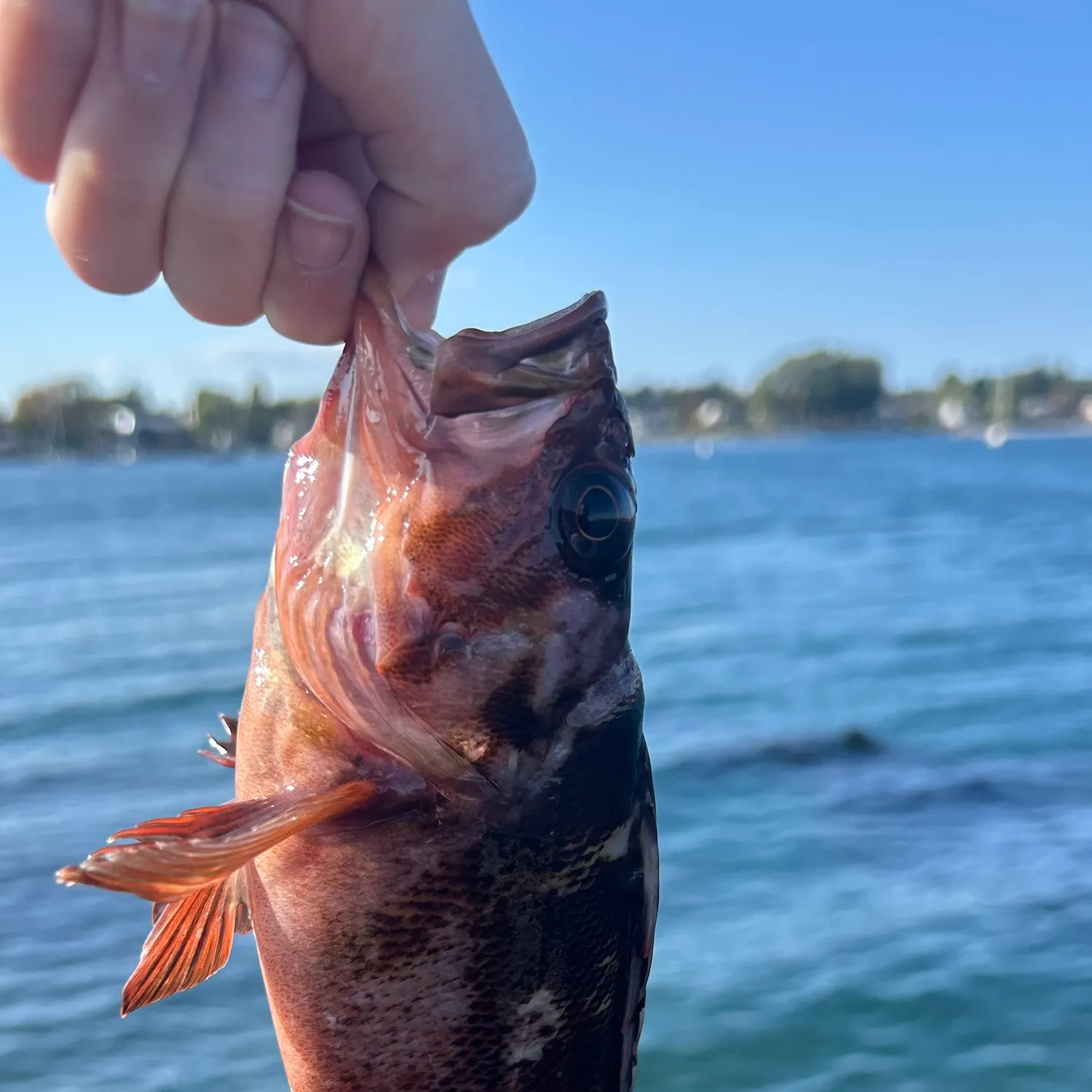 Copper rockfish caught on Fishbrain