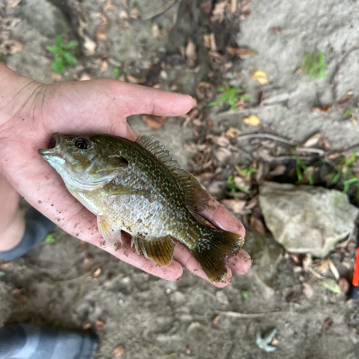 Greengill hybrid caught on Fishbrain