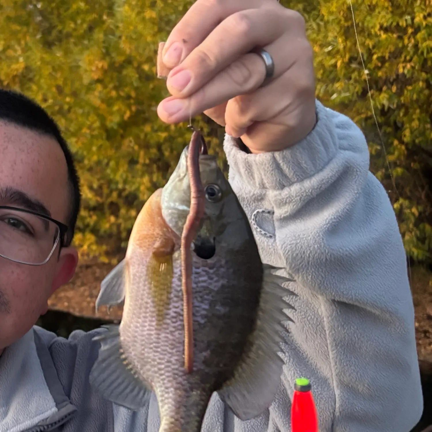 Bluegill caught on Fishbrain