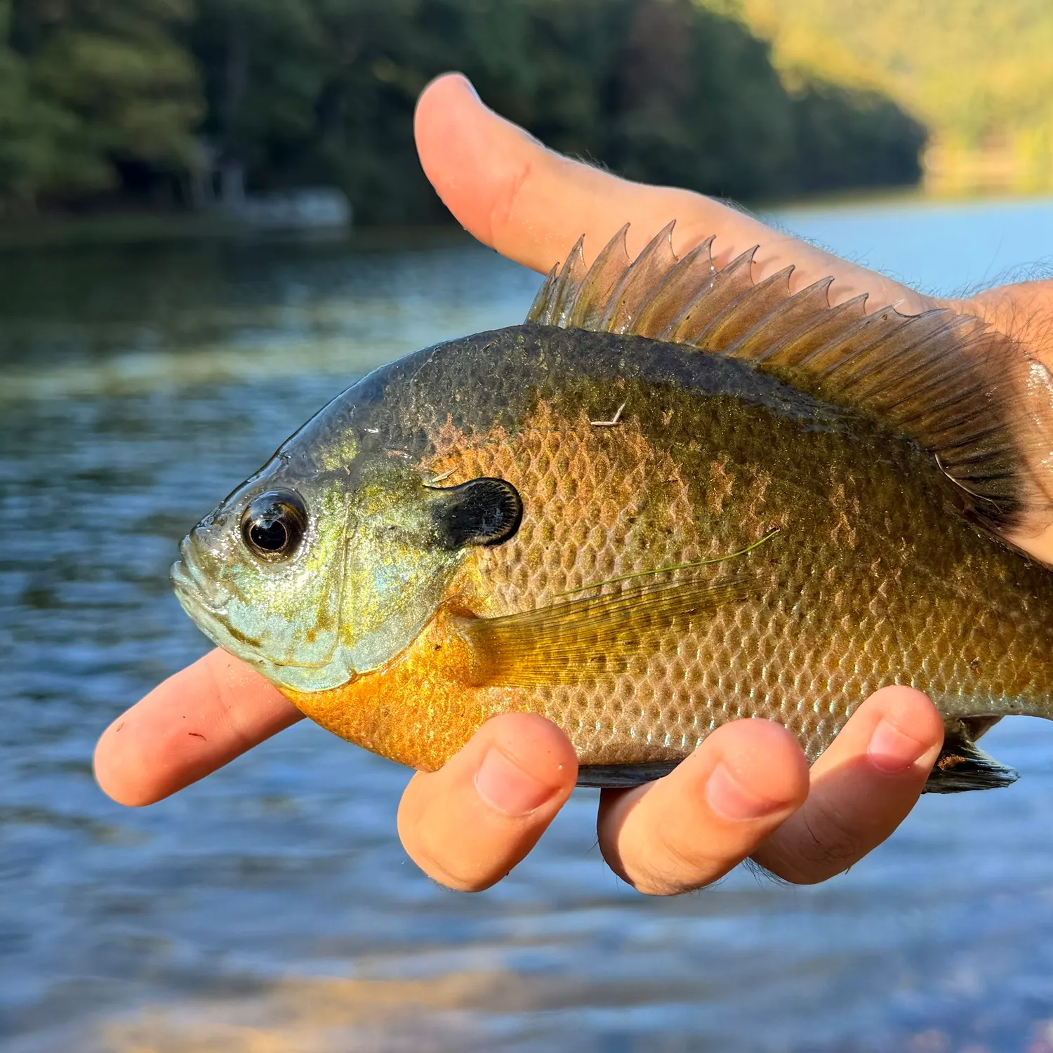 Bluegill caught on Fishbrain