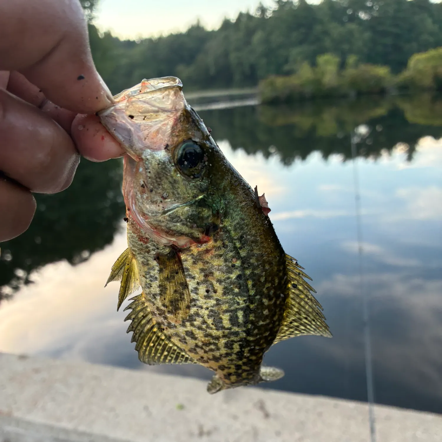 Black crappie caught on Fishbrain