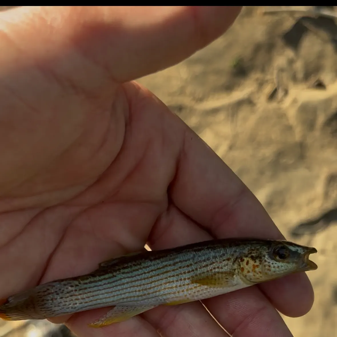 The most recent Northern studfish catches on Fishbrain