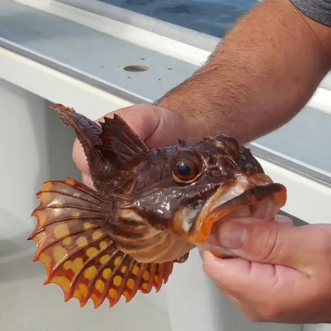 The most recent Spinyhead sculpin catches on Fishbrain
