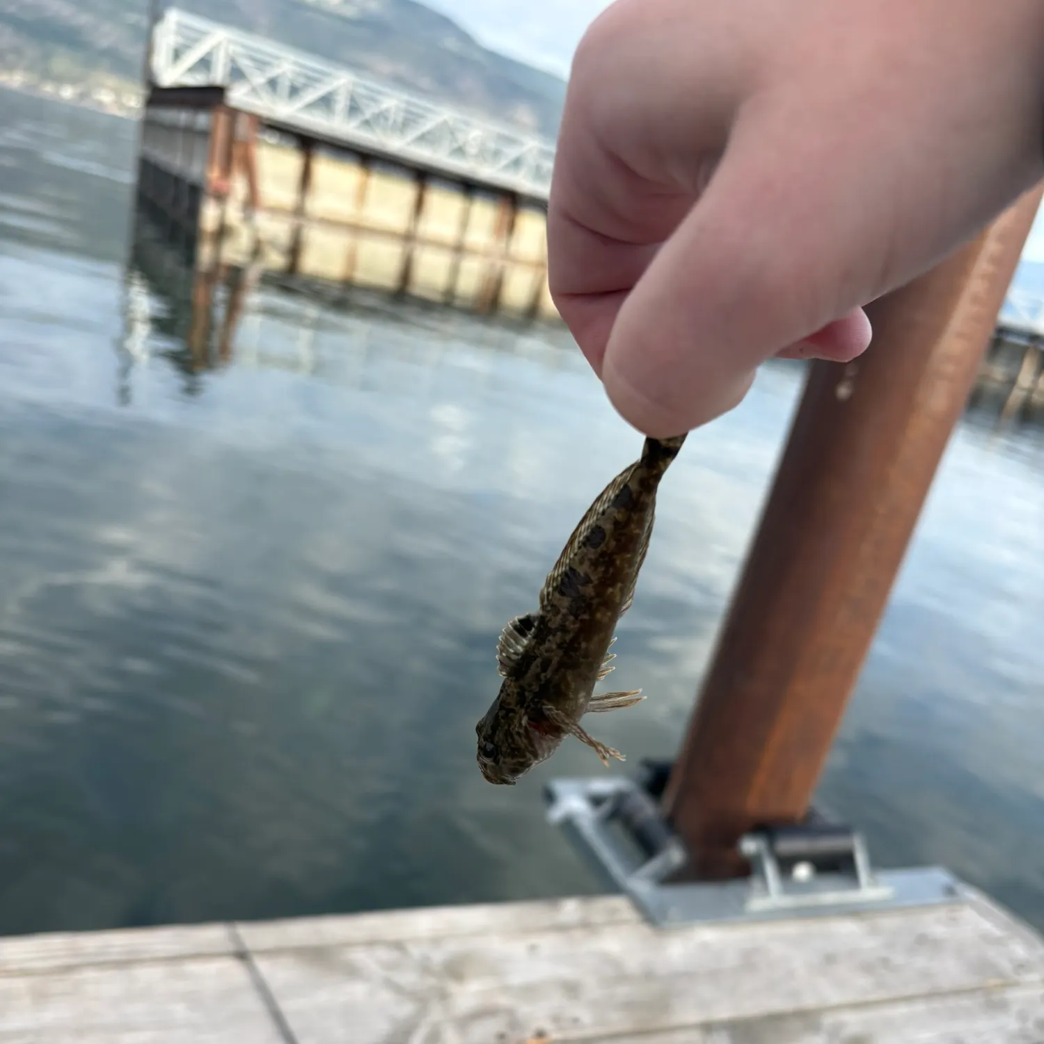 The most recent Mottled sculpin catches on Fishbrain