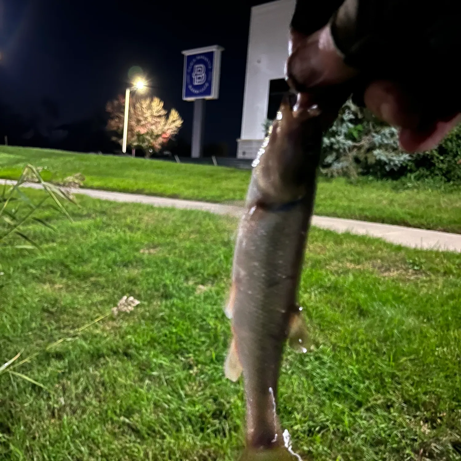 Creek chub caught on Fishbrain