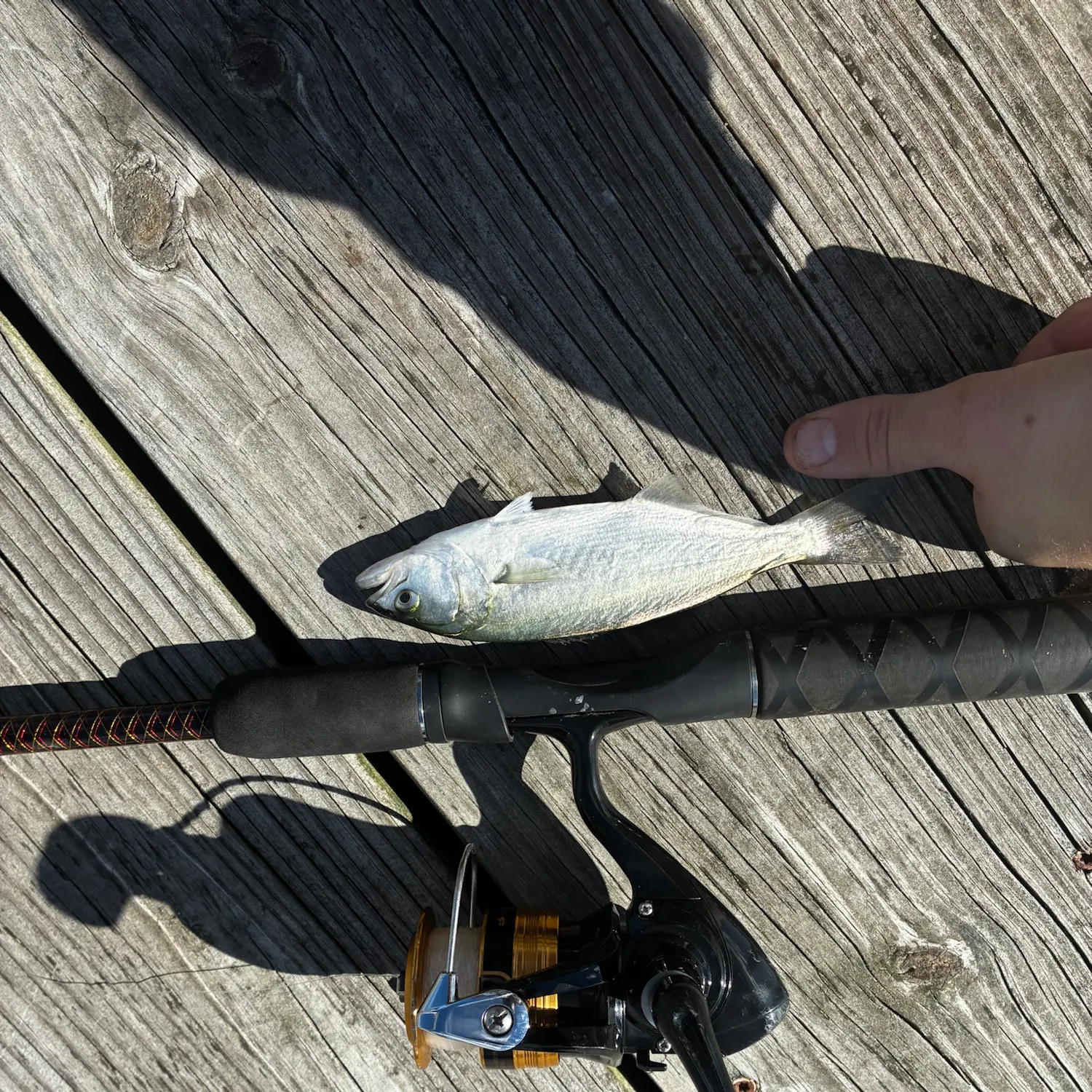 Bluefish caught on Fishbrain