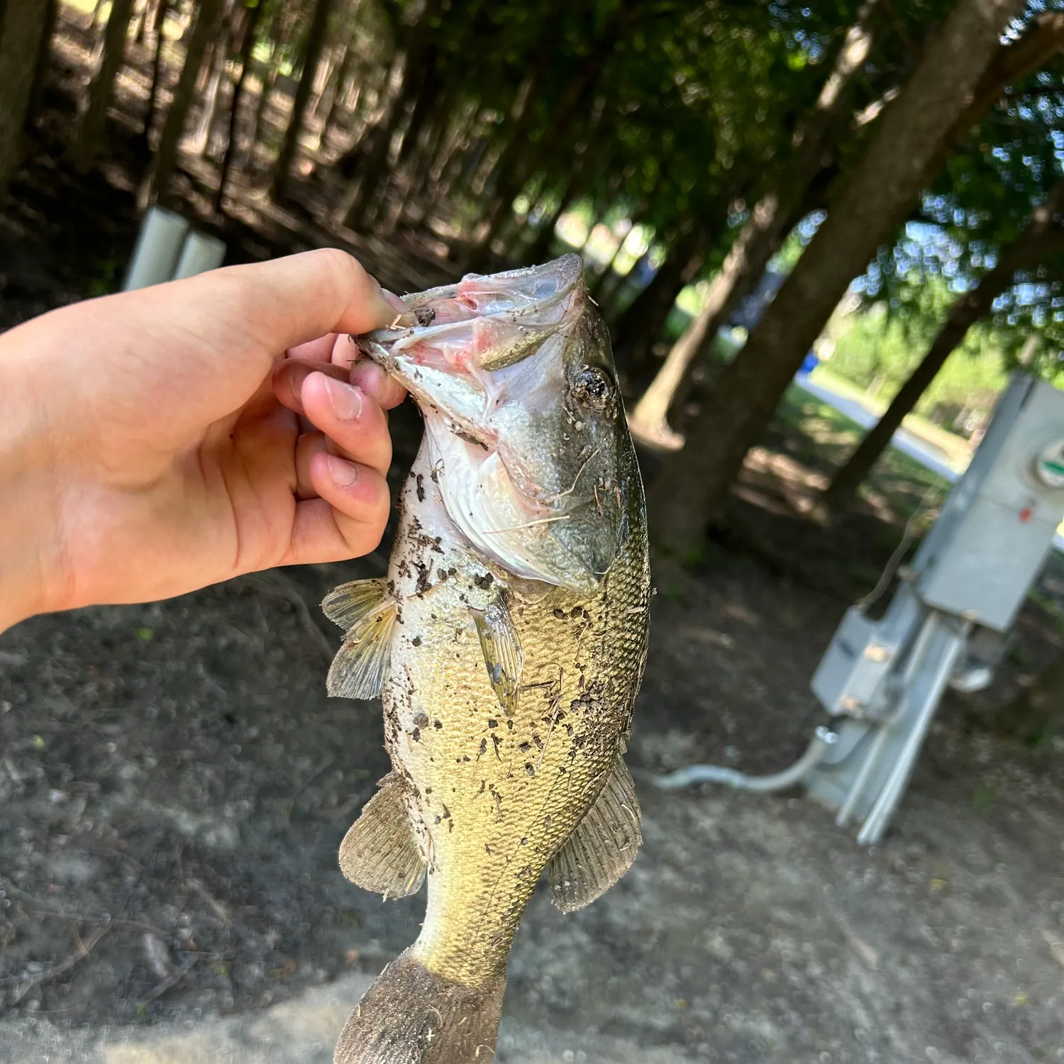 angler catch