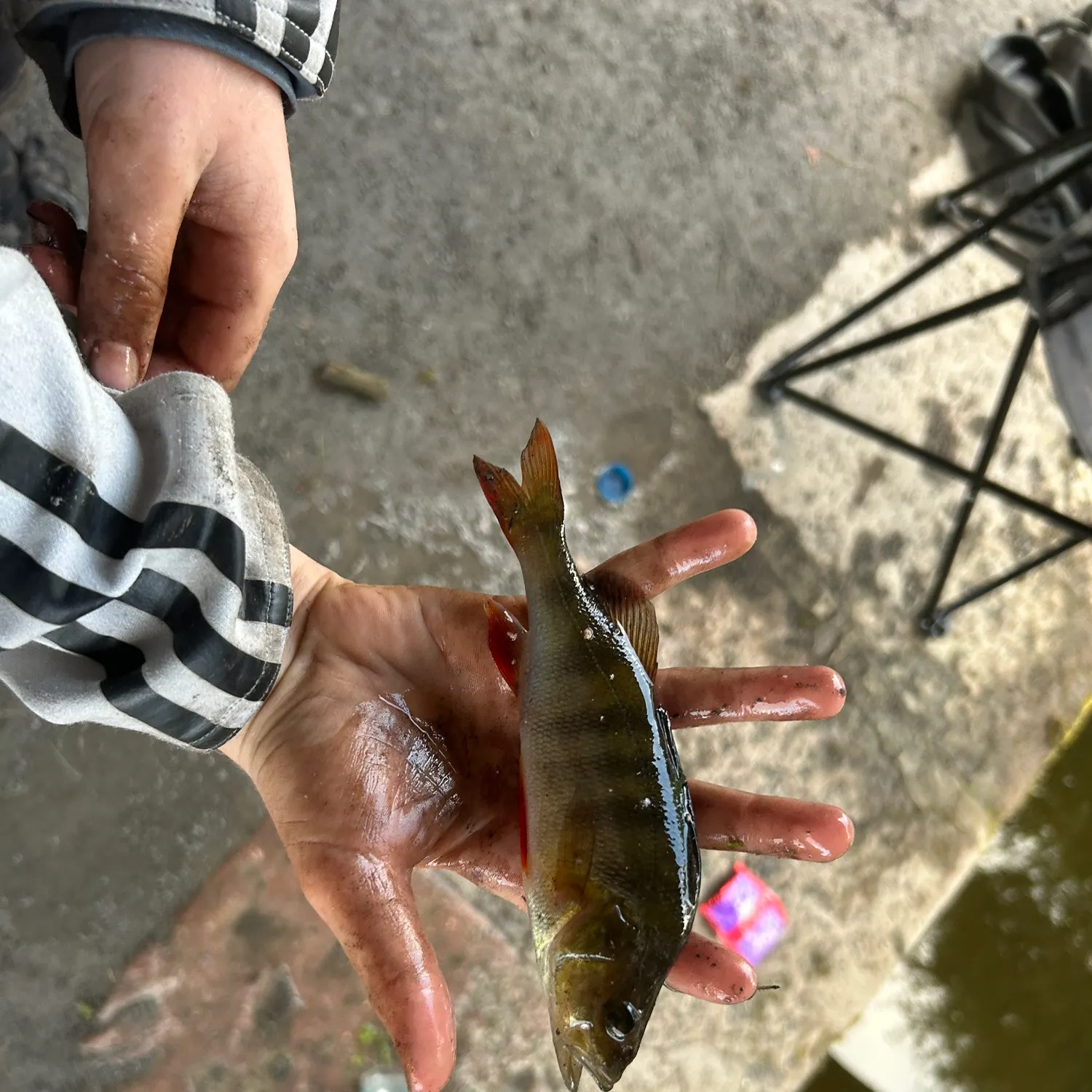 European perch caught on Fishbrain