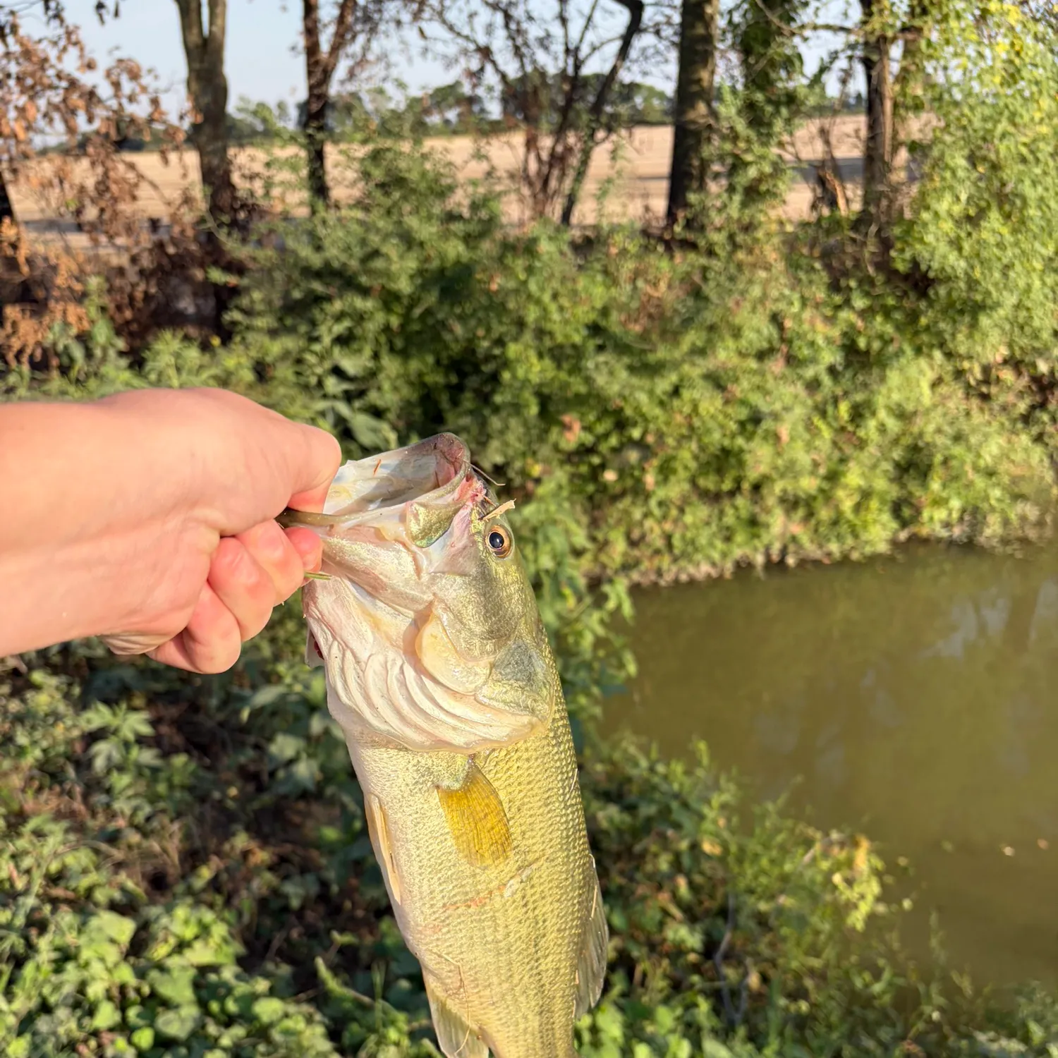 Spotted bass caught on Fishbrain