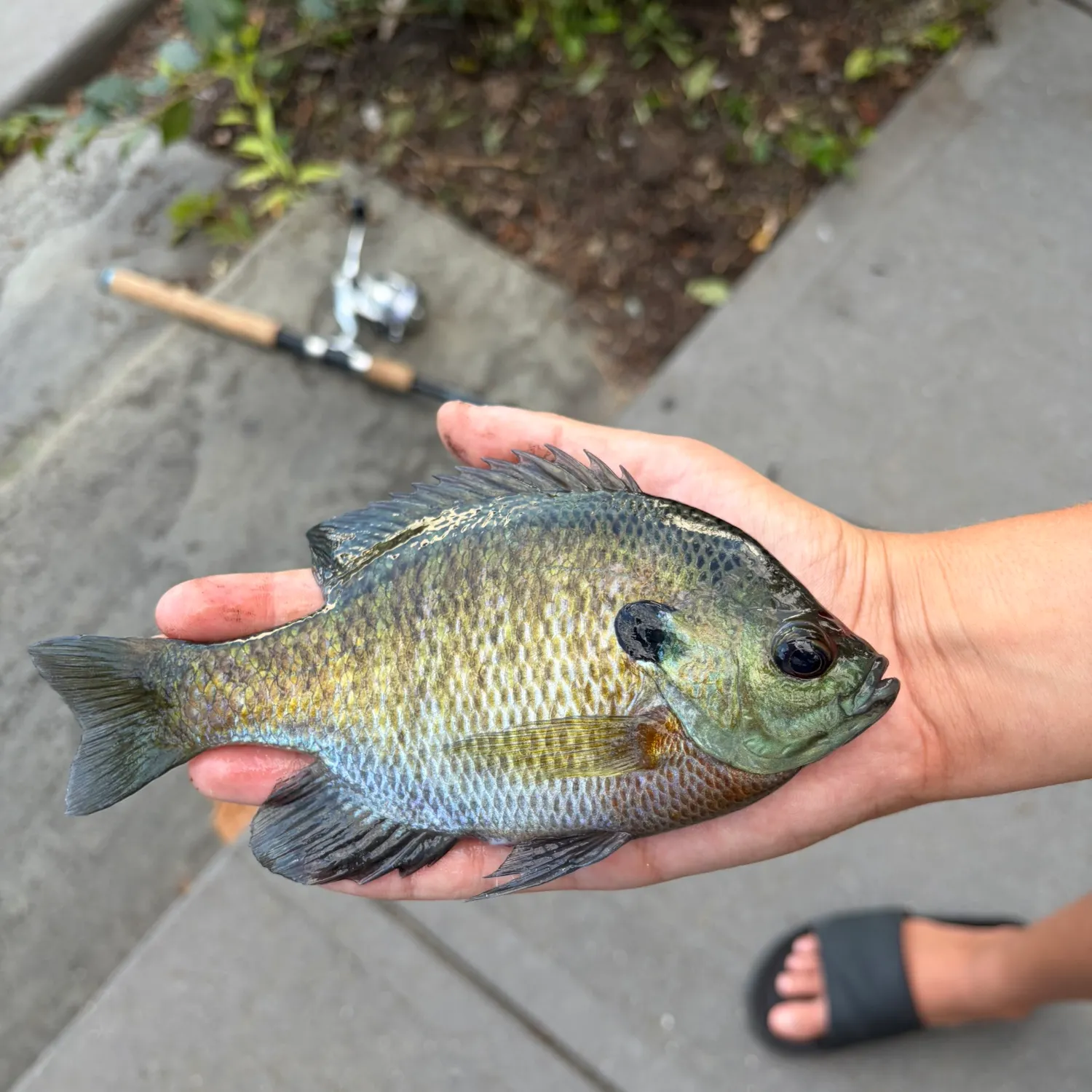 Bluegill caught on Fishbrain