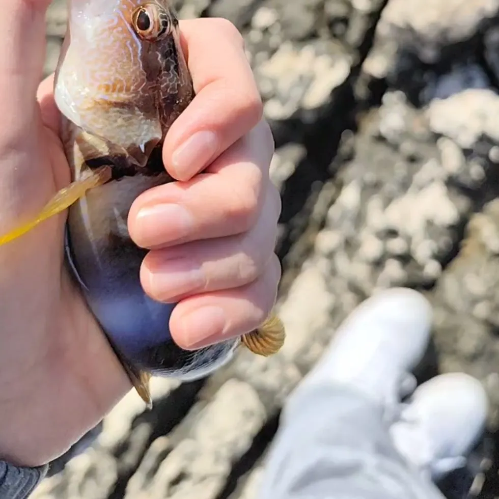 The most recent Painted comber catches on Fishbrain