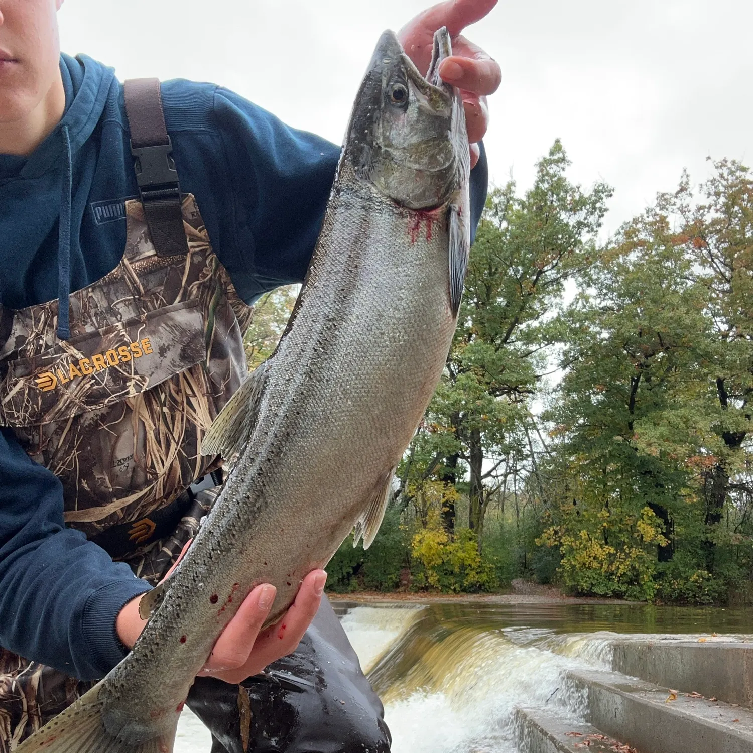 Coho salmon caught on Fishbrain