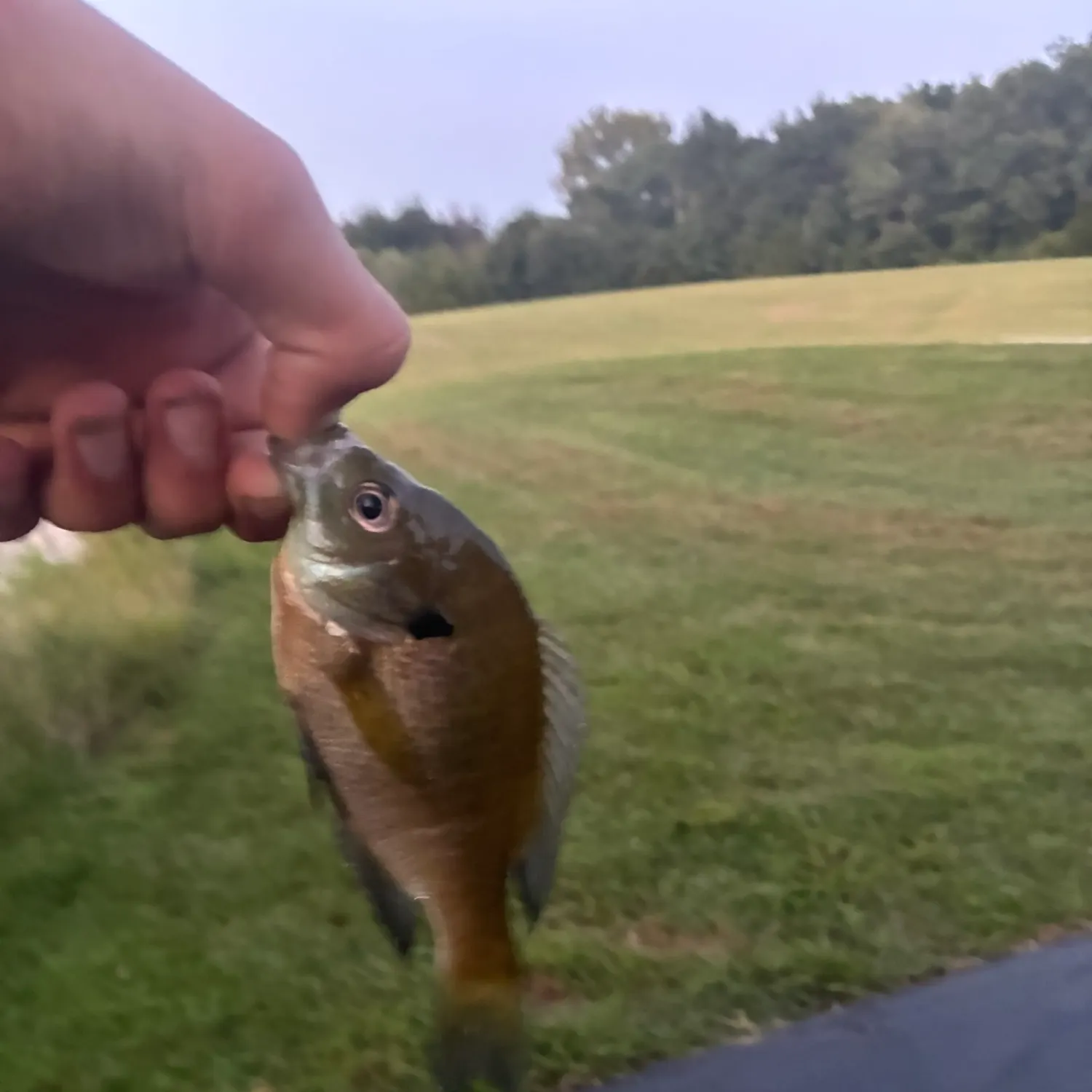 Bluegill caught on Fishbrain